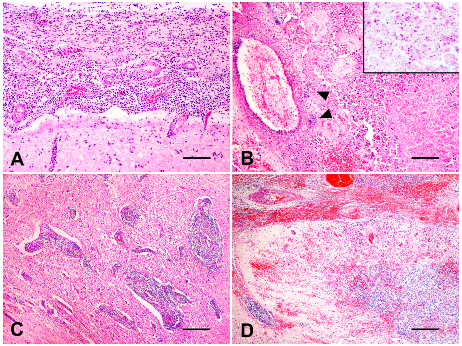 Vetsci 10 00398 g002 Vetsci 10 00398 g002