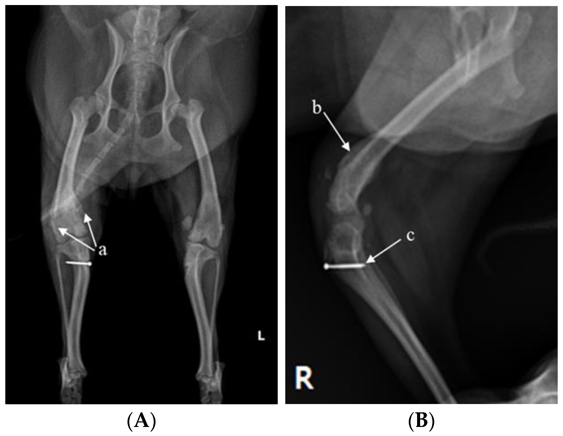 Vetsci 10 00407 g001a