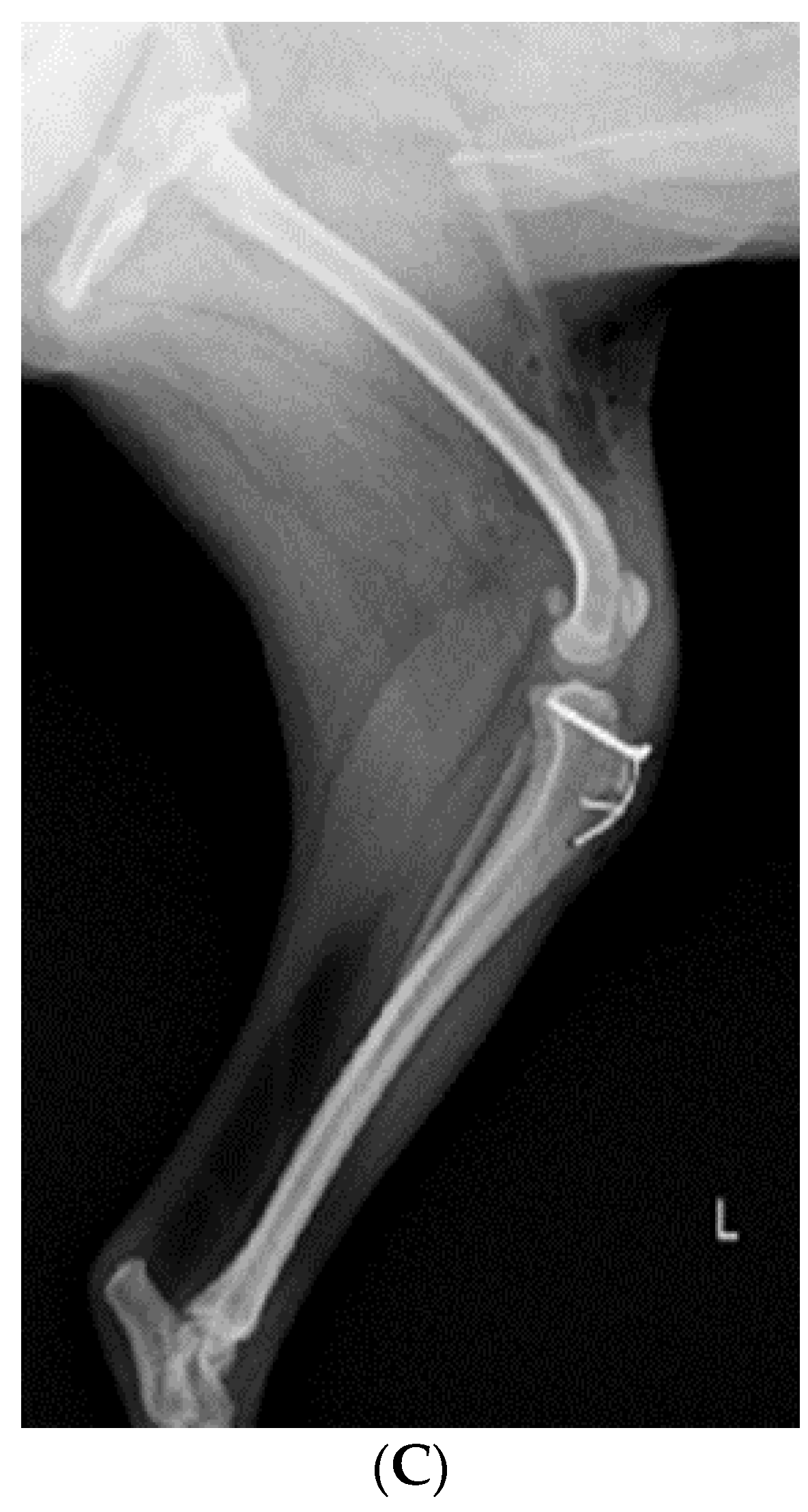 Vetsci 10 00407 g004b