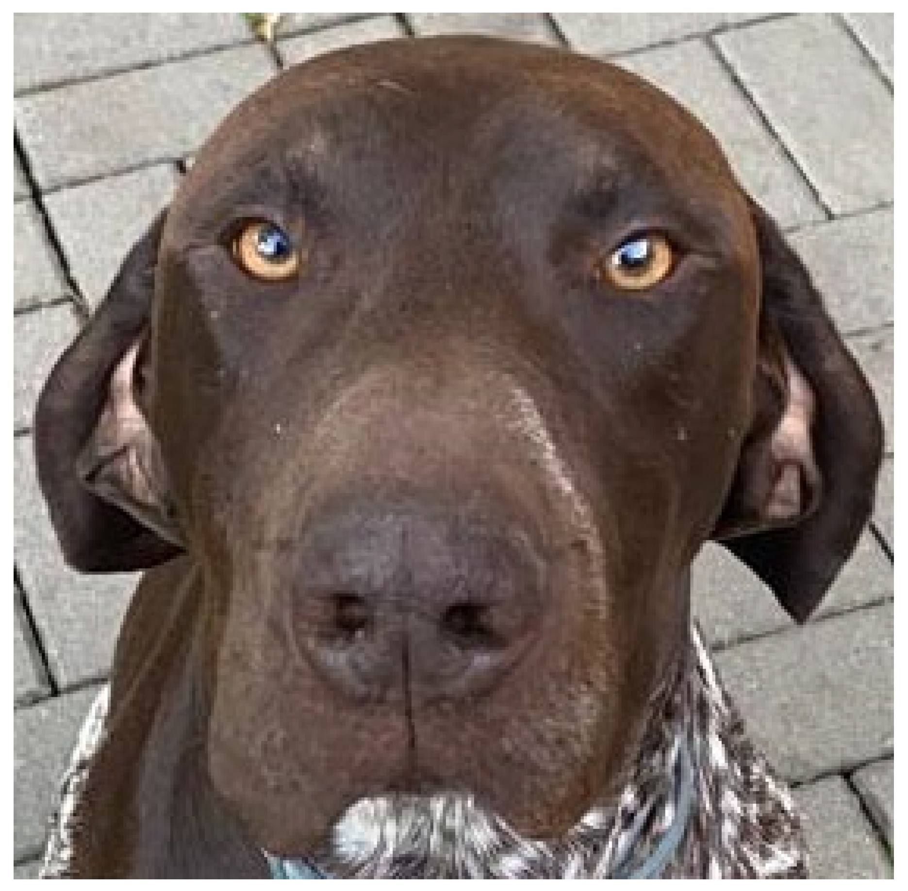 Vetsci 10 00409 g006