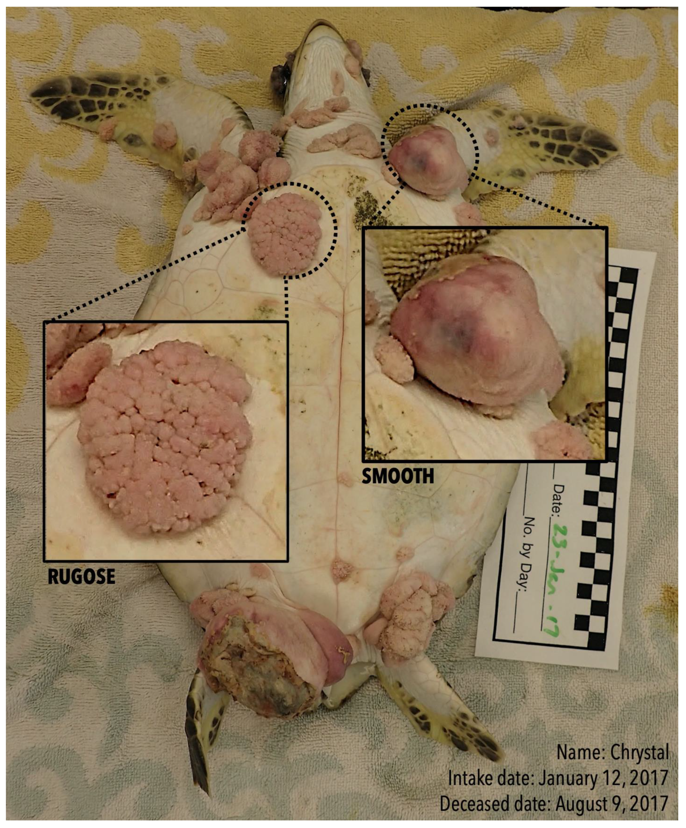 Vetsci 10 00421 g001