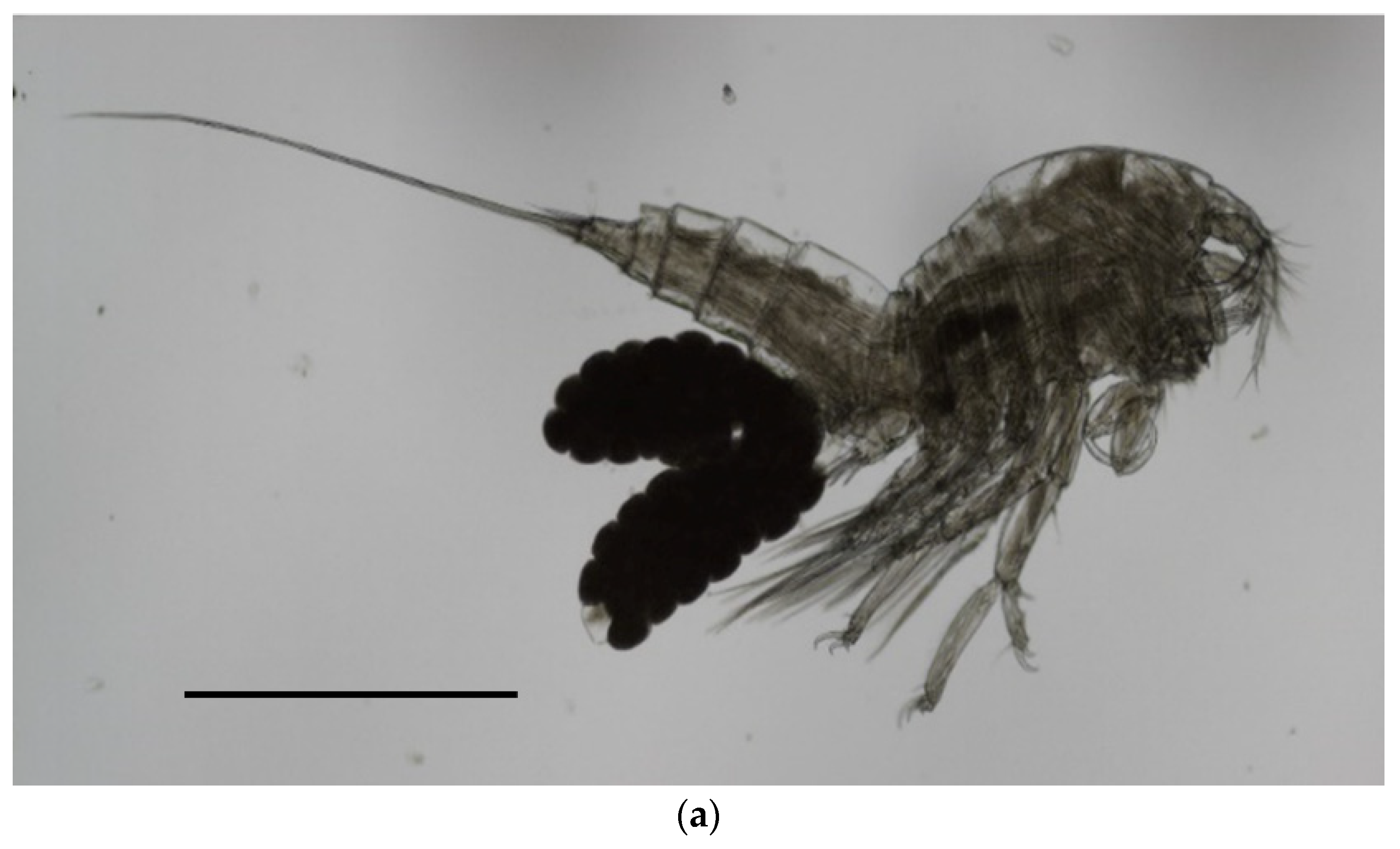 Vetsci 10 00427 g003a Vetsci 10 00427 g003a