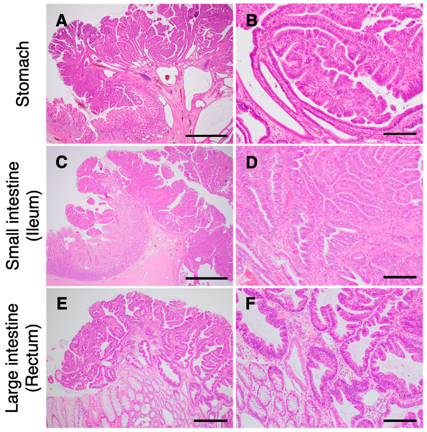 Vetsci 10 00439 g003