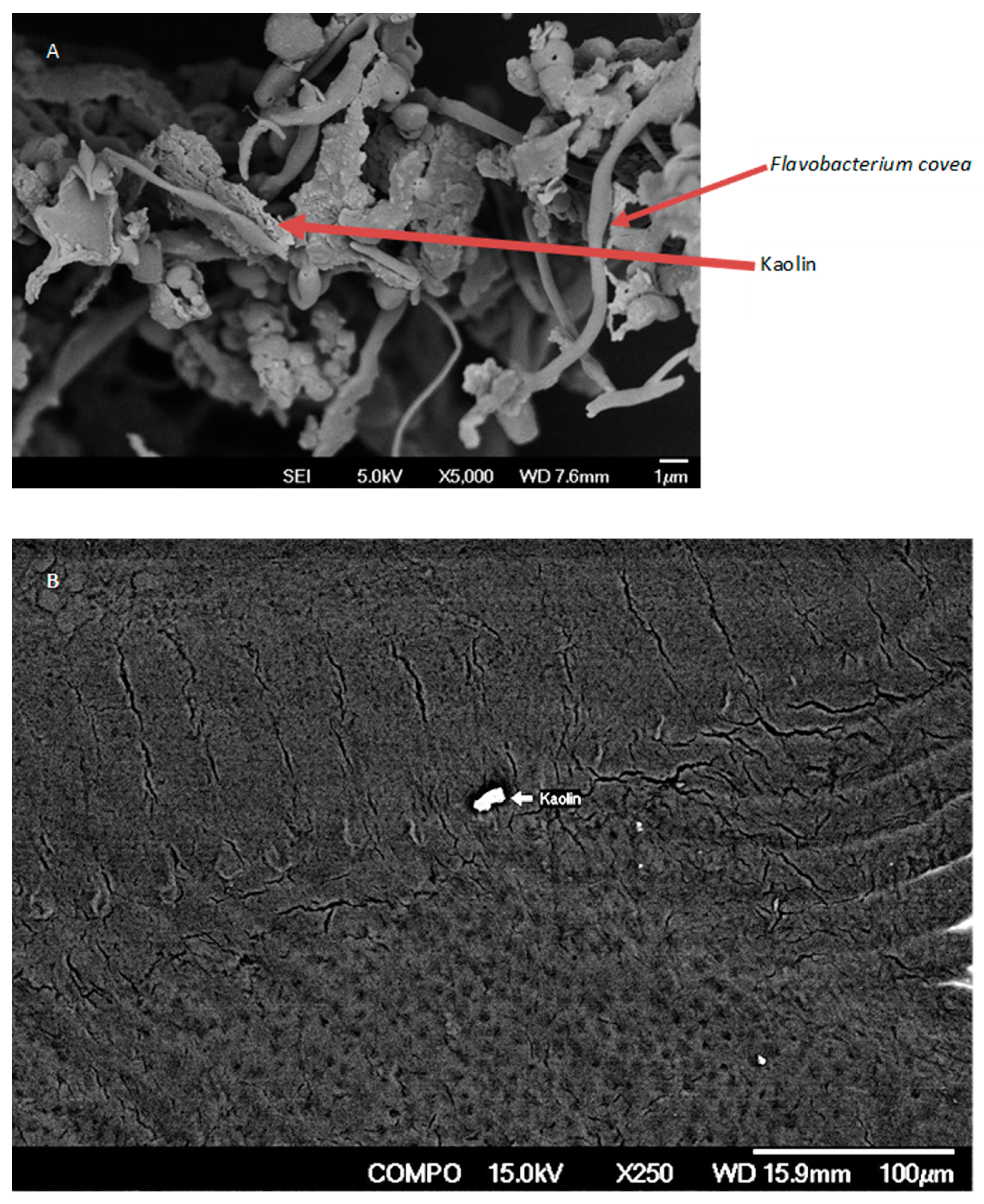 Vetsci 10 00441 g002