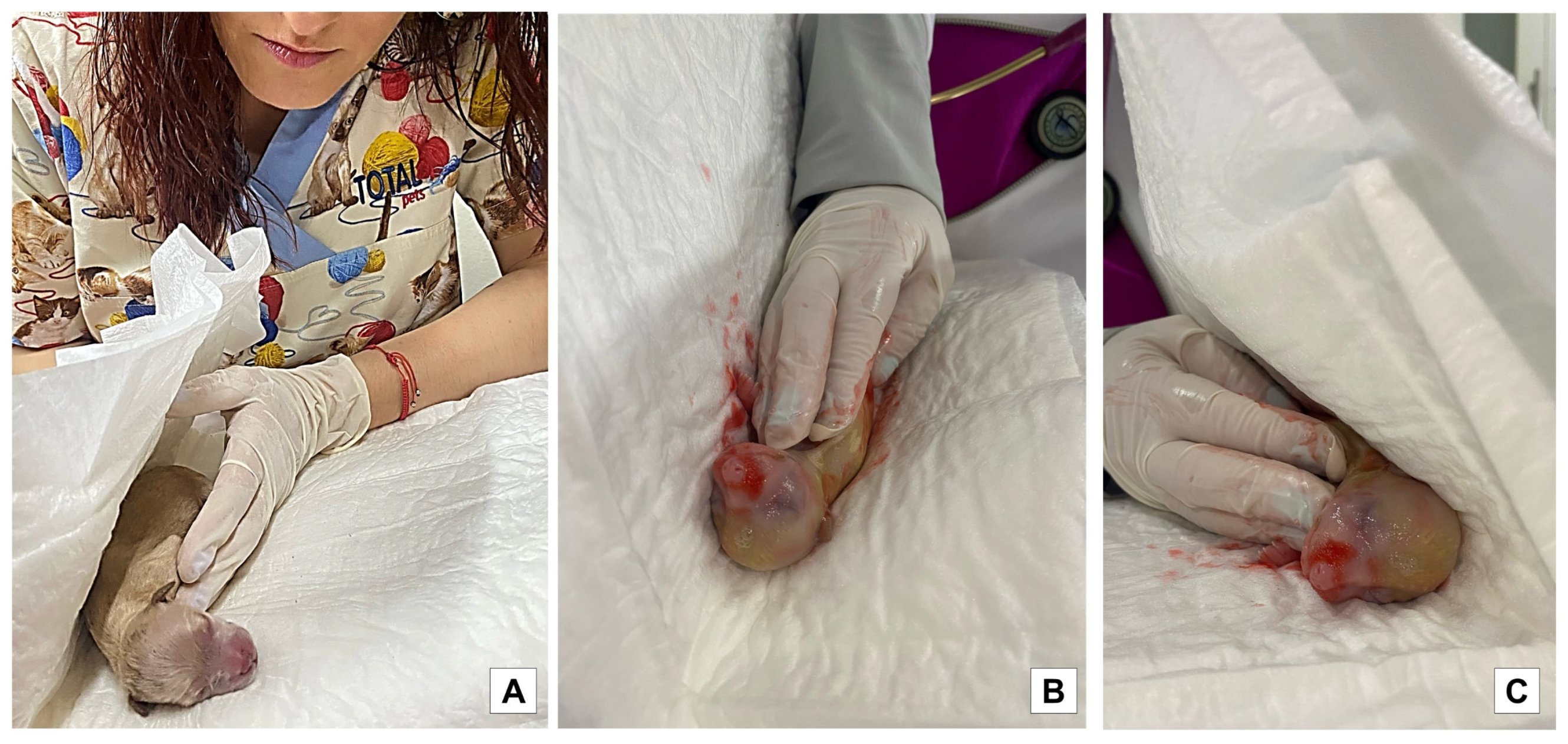 Vetsci 10 00453 g002