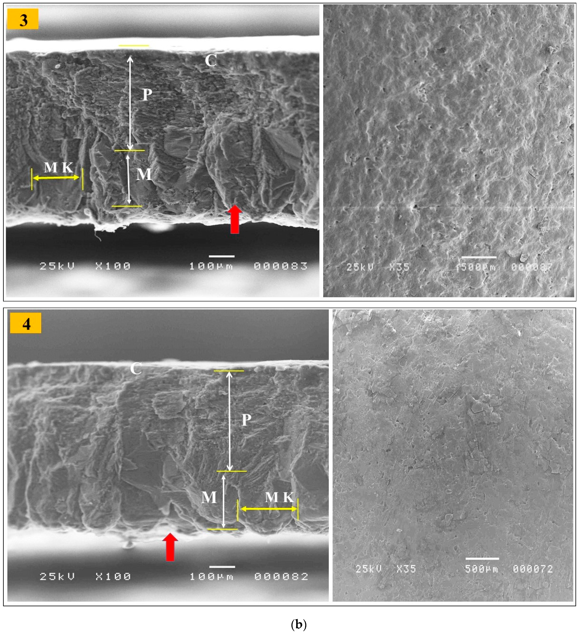 Vetsci 10 00461 g001b