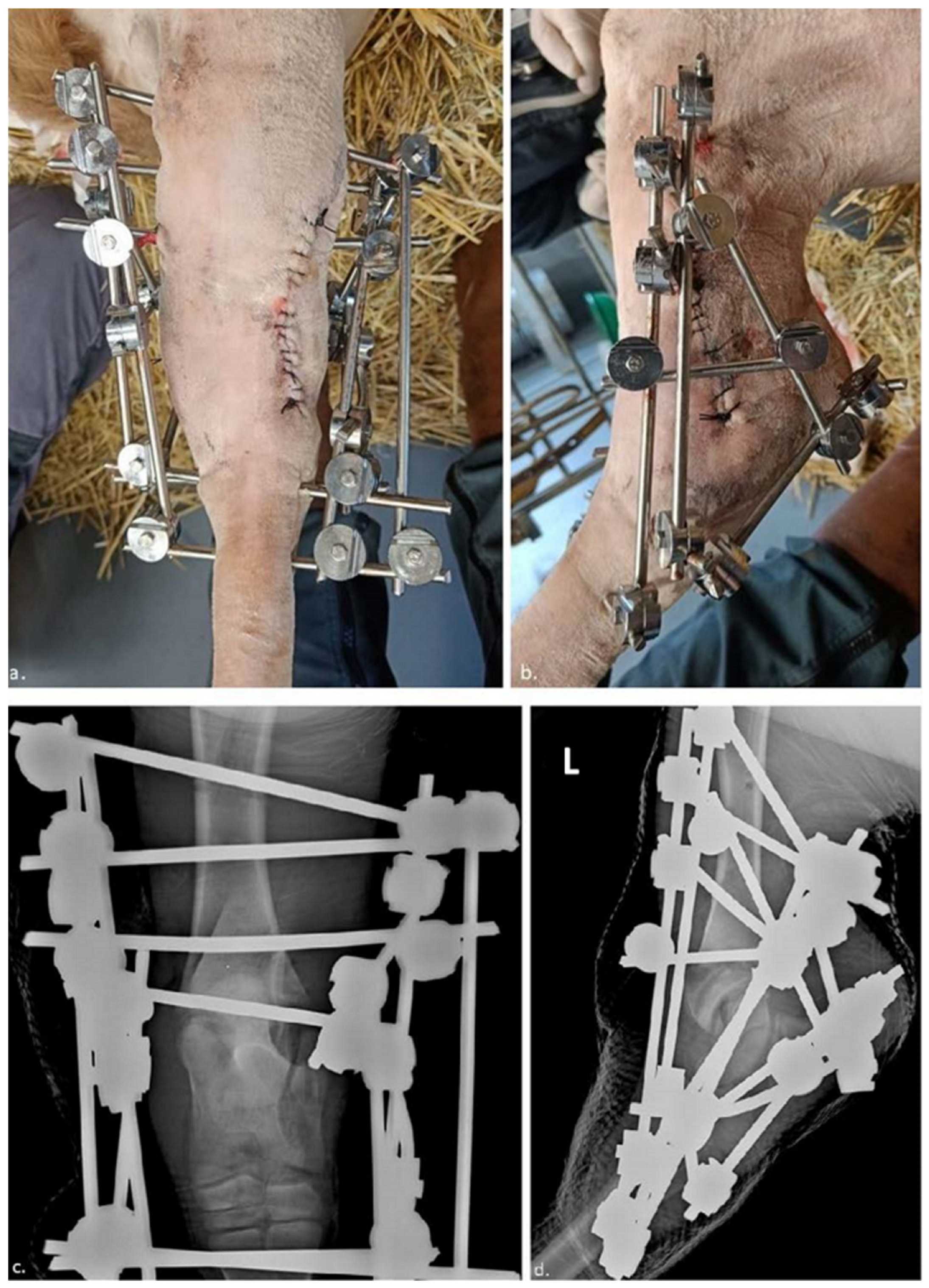Vetsci 10 00463 g003