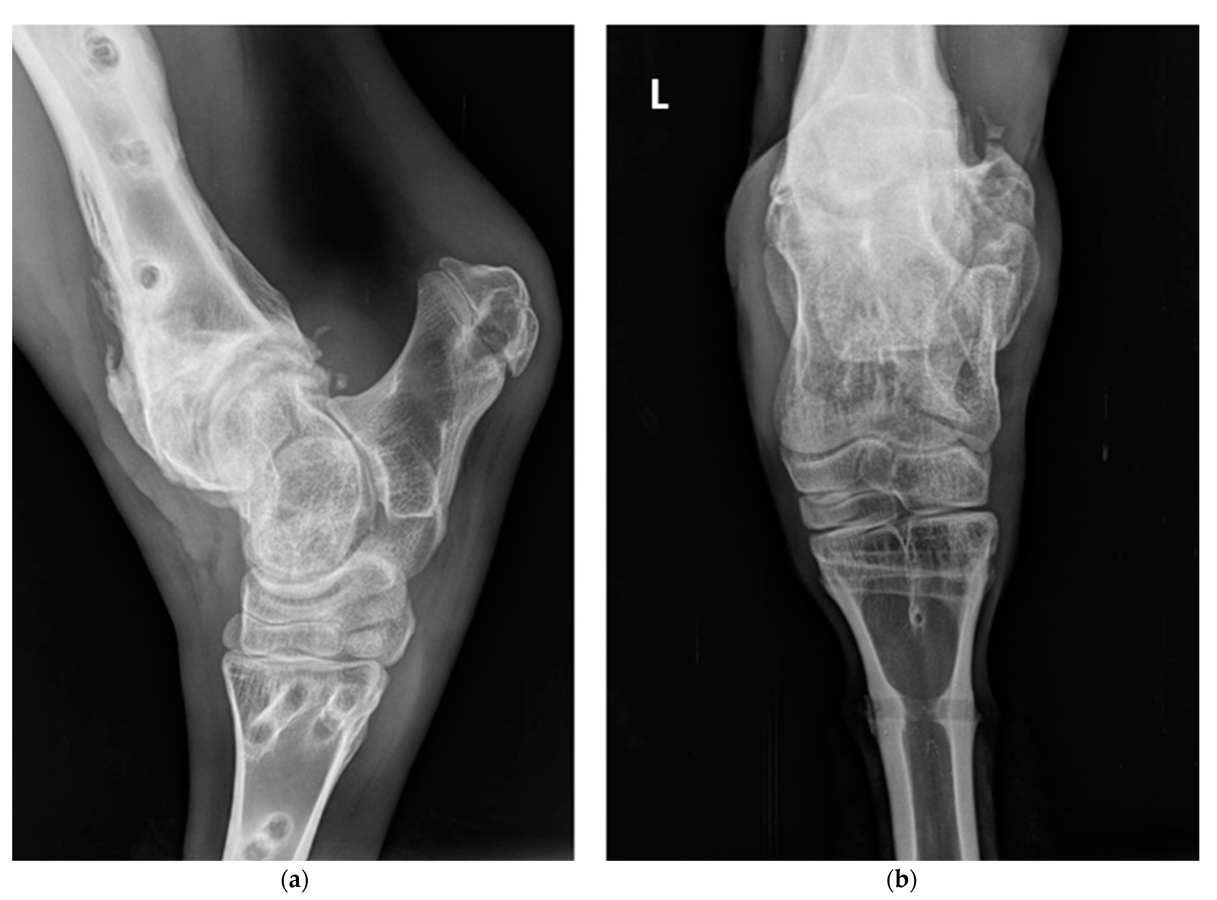 Vetsci 10 00463 g004