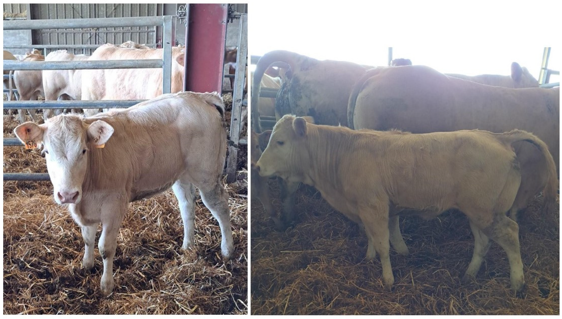 Vetsci 10 00463 g005