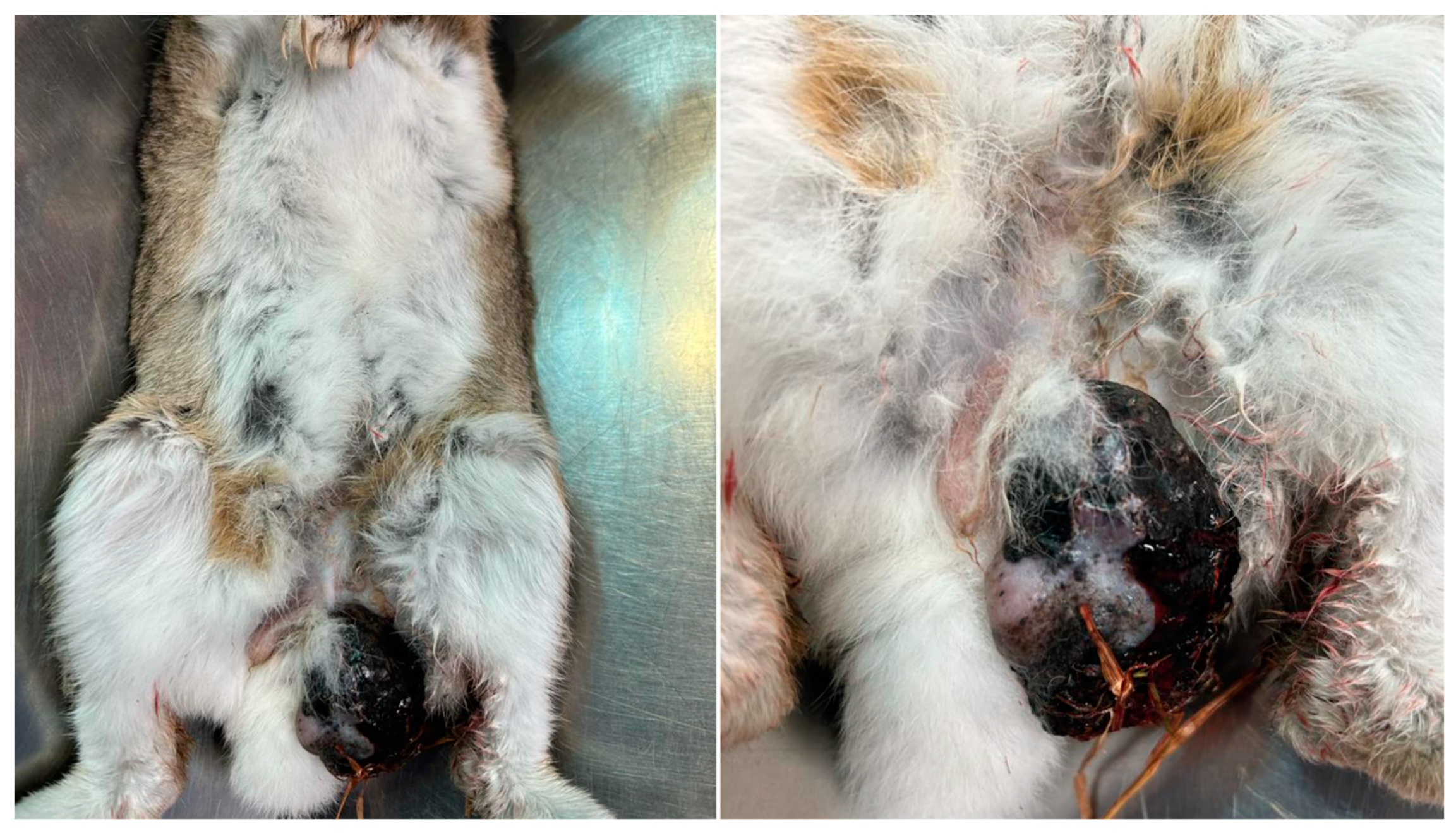 Vetsci 10 00471 g001