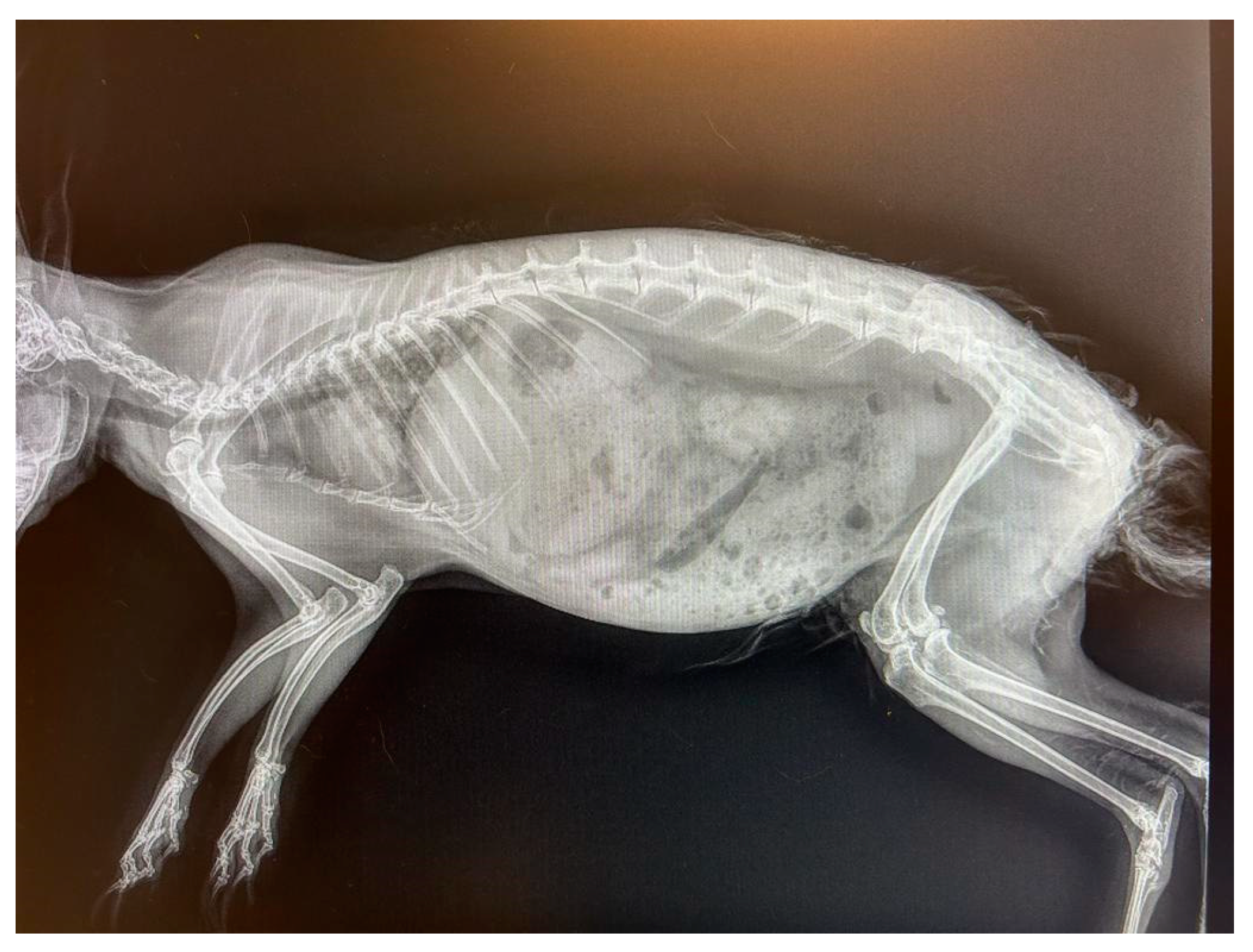 Vetsci 10 00471 g002