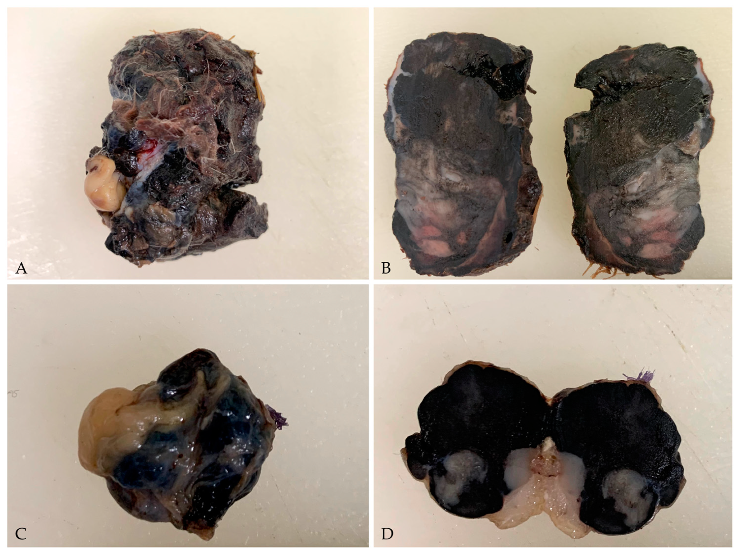 Vetsci 10 00471 g003