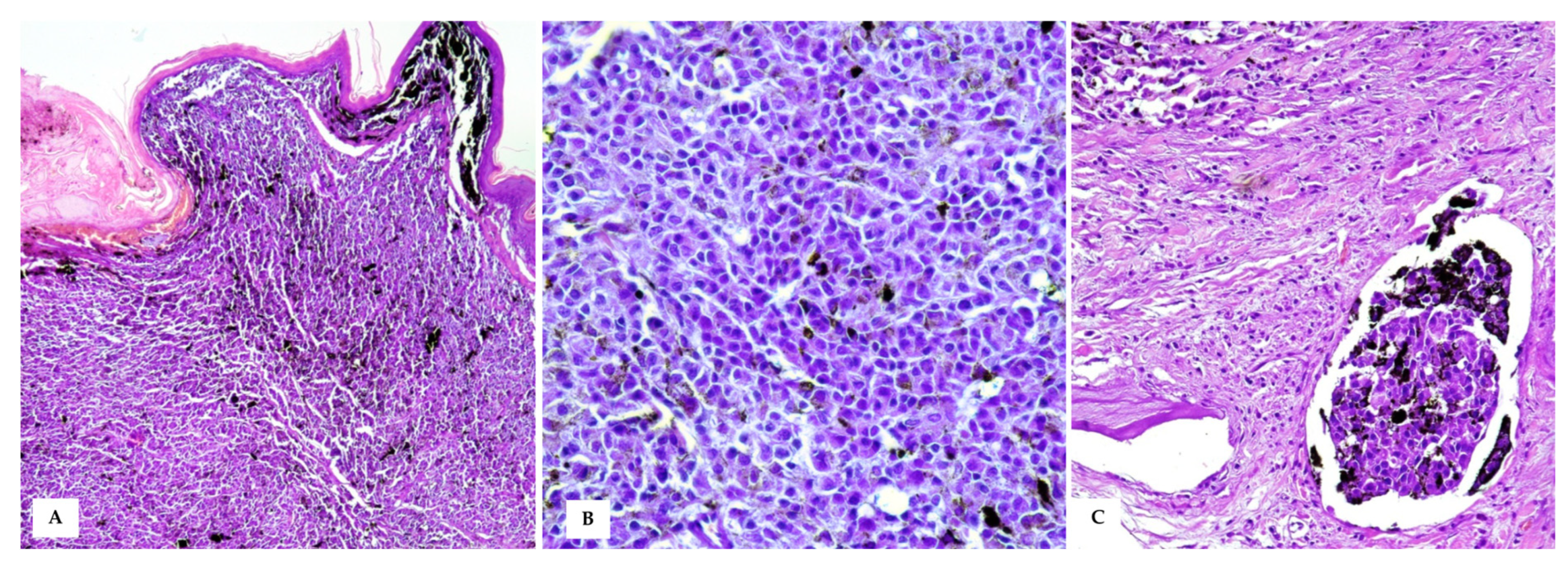 Vetsci 10 00471 g004