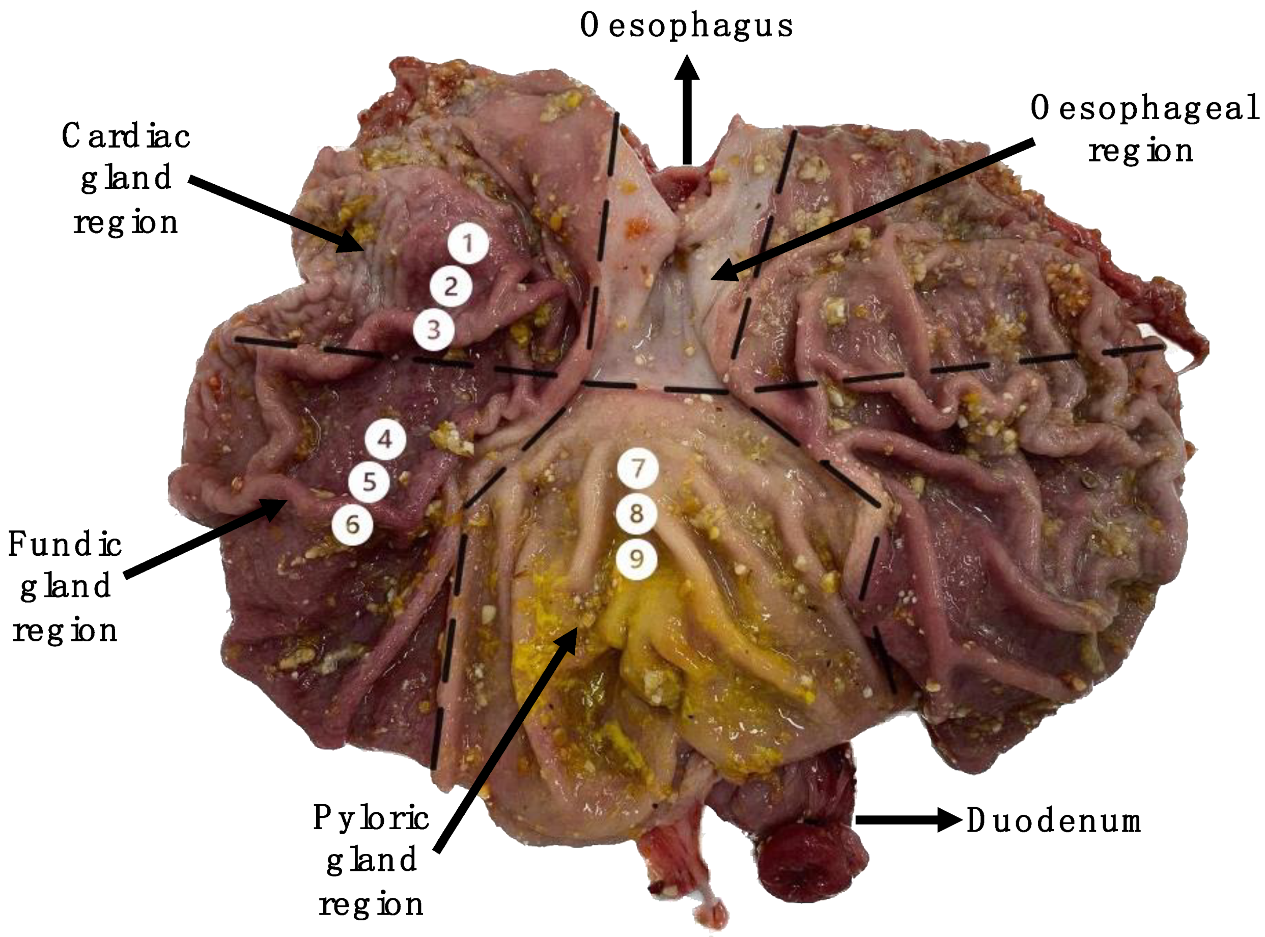 Vetsci 10 00473 g001 Vetsci 10 00473 g001