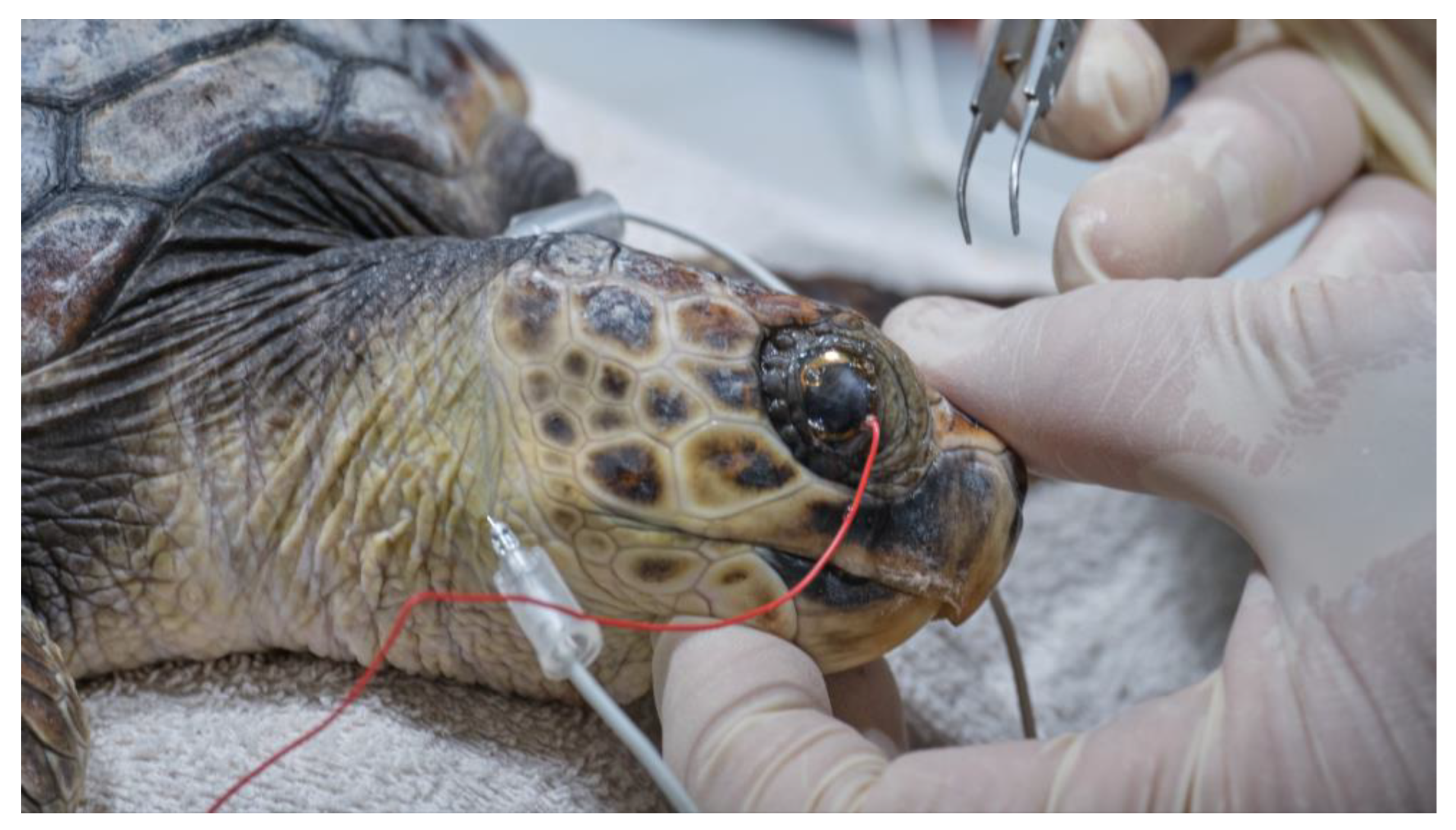 Vetsci 10 00474 g004