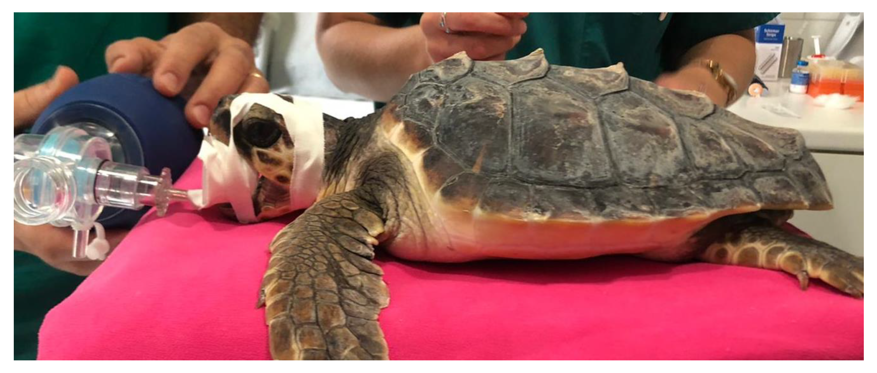 Vetsci 10 00474 g006