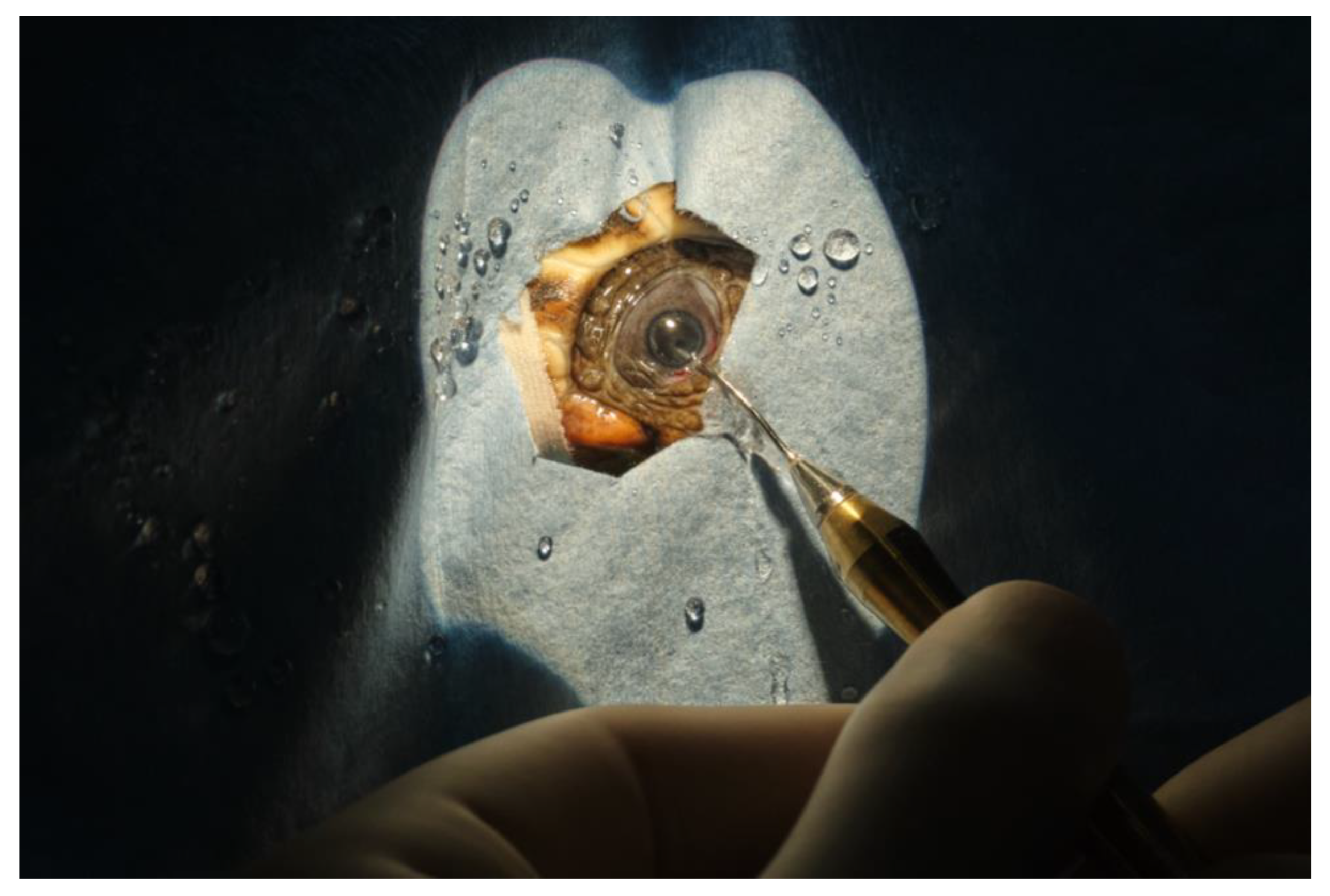 Vetsci 10 00474 g007