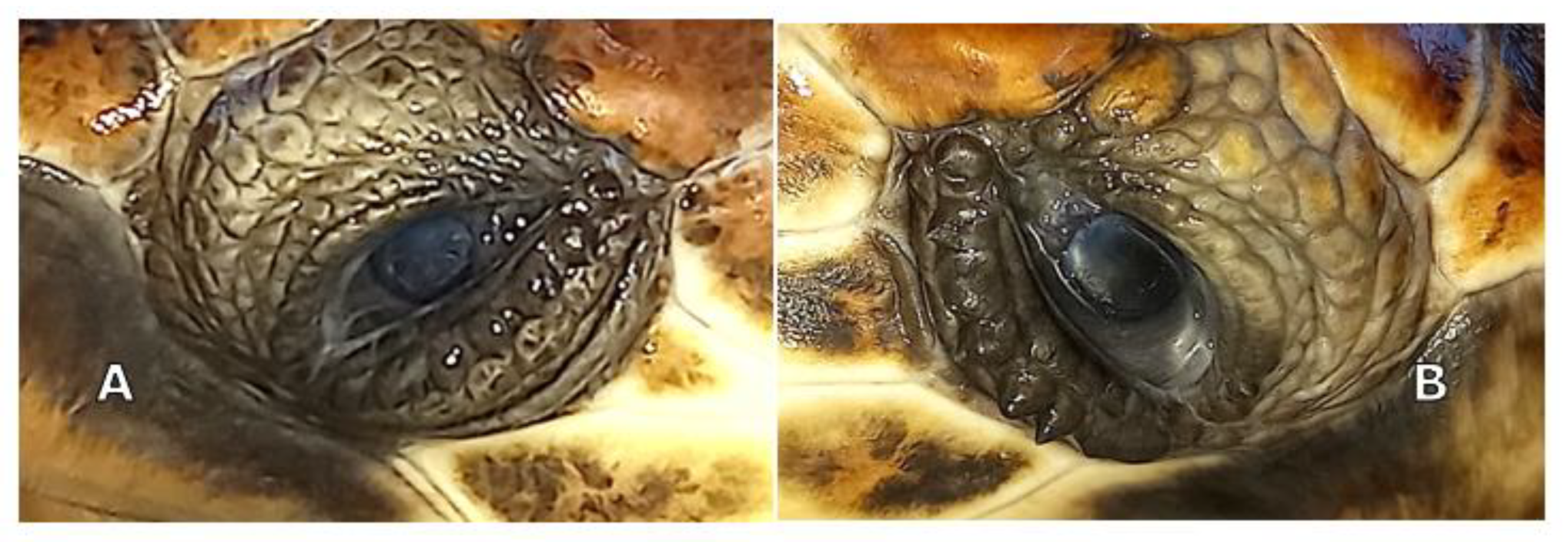 Vetsci 10 00474 g009