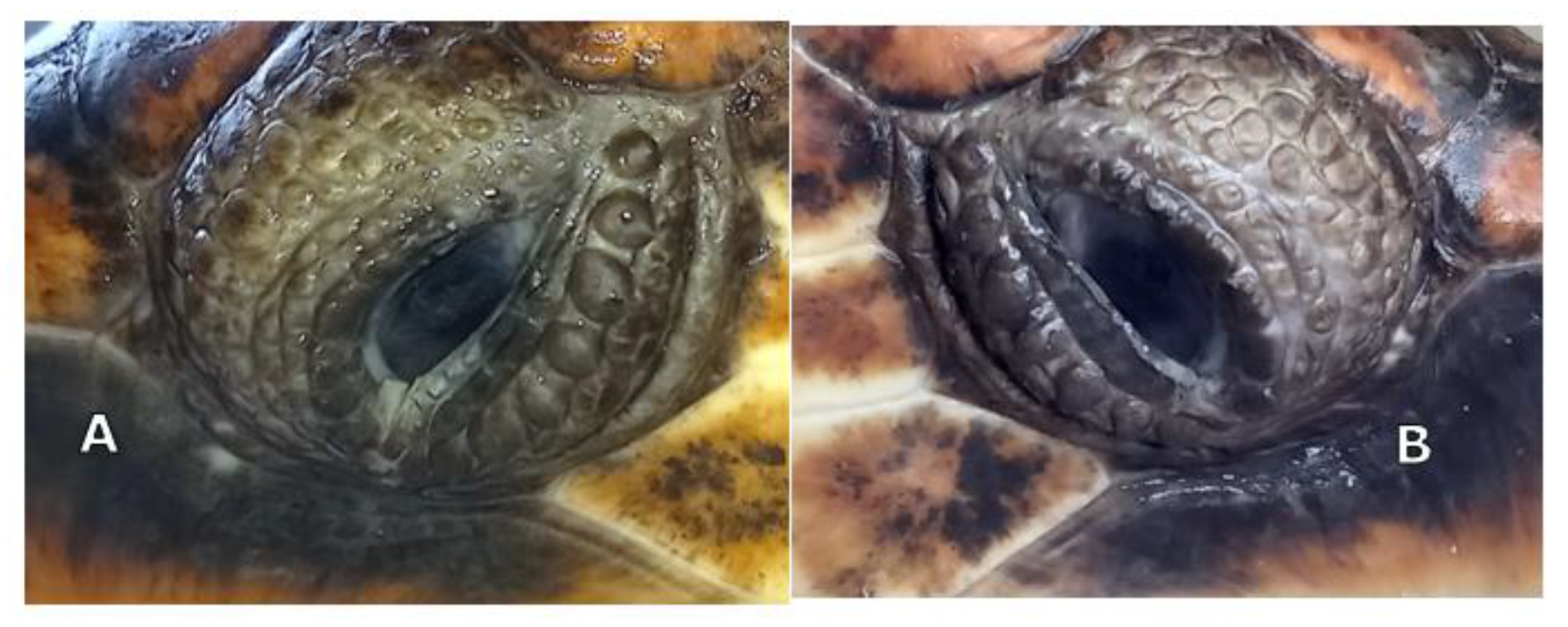 Vetsci 10 00474 g010