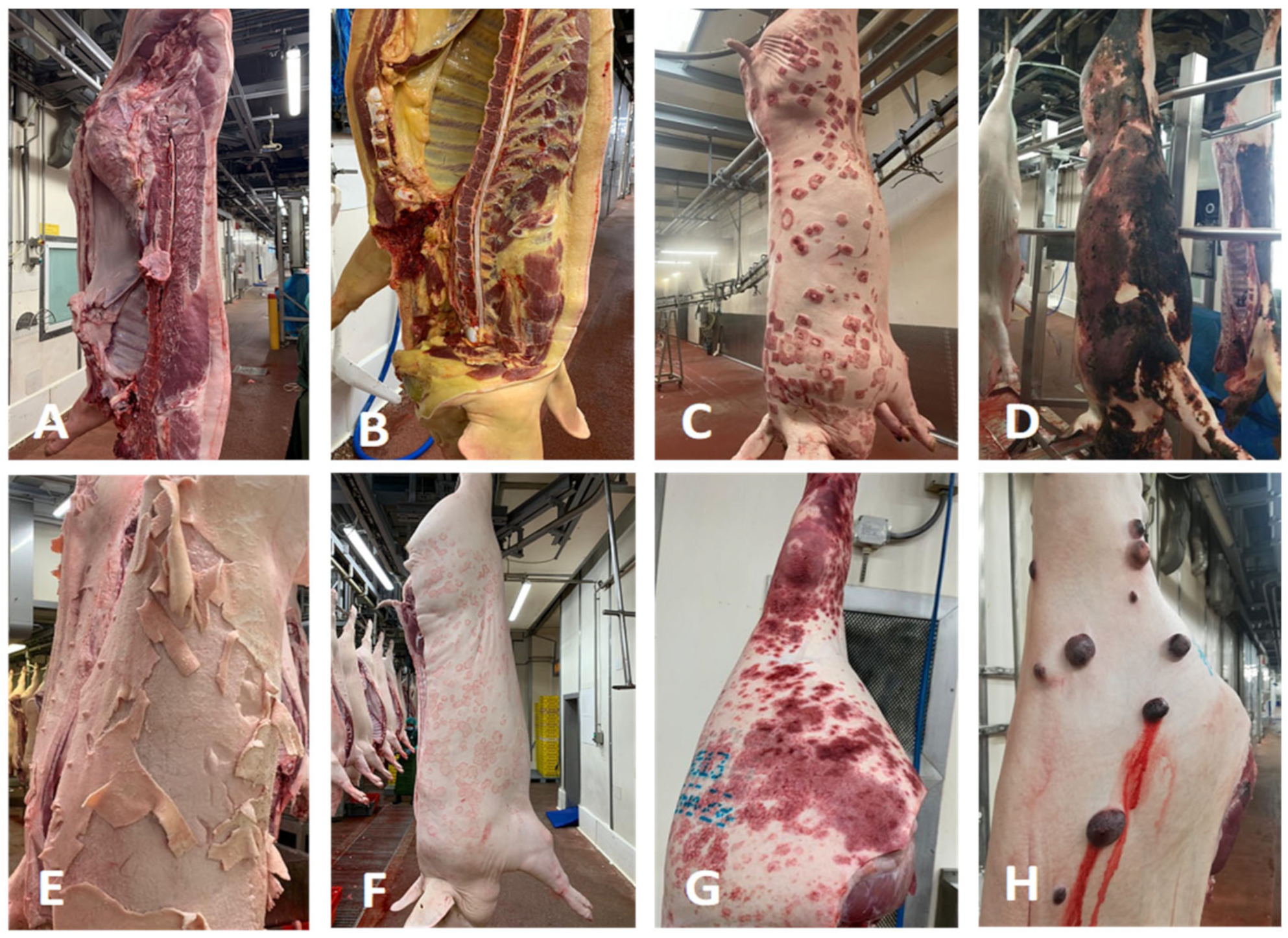 Vetsci 10 00482 g001 Vetsci 10 00482 g001