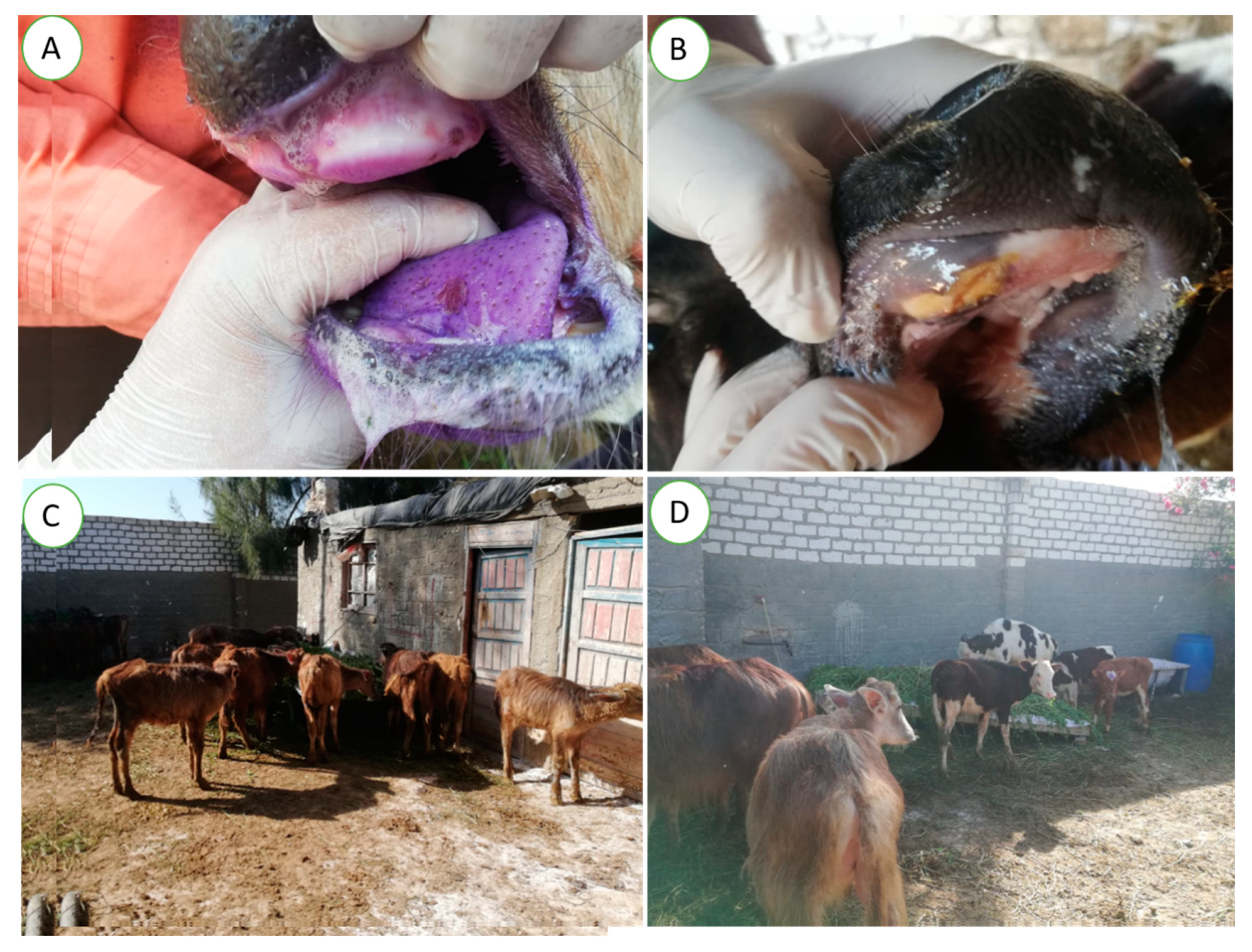 Vetsci 10 00488 g001 Vetsci 10 00488 g001