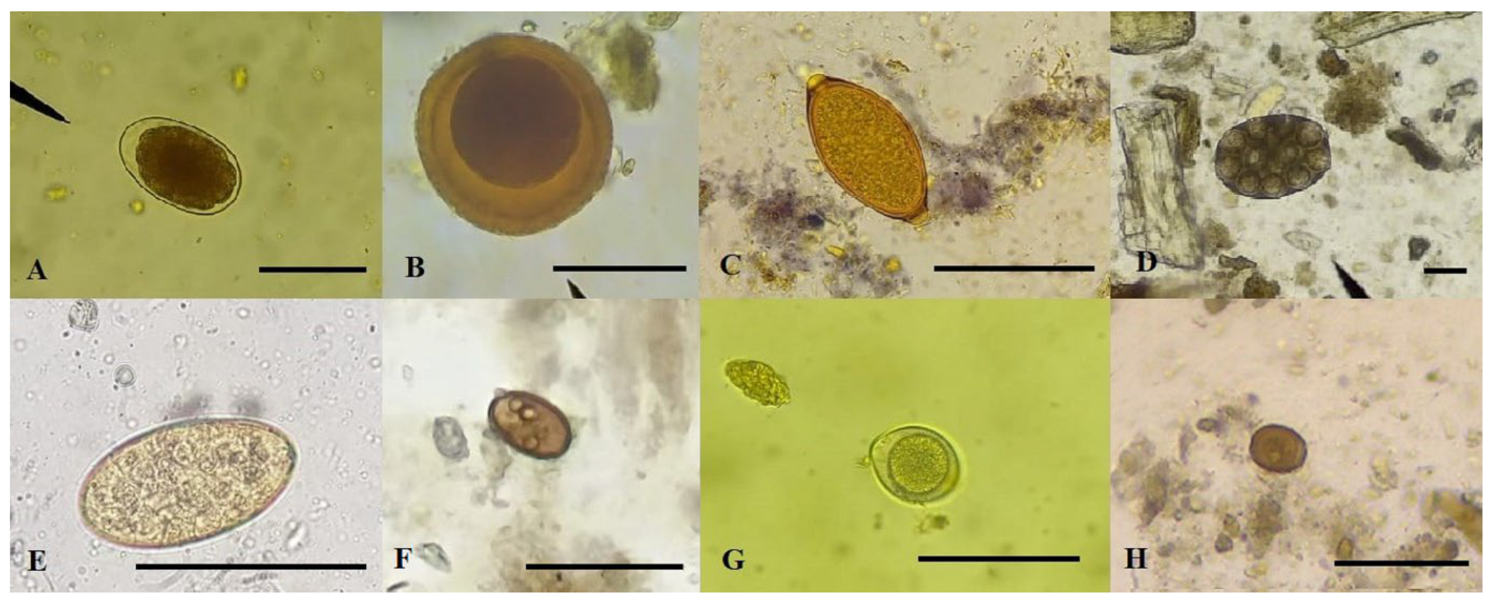 Veterinary Sciences | Free Full-Text | Prevalence of Intestinal