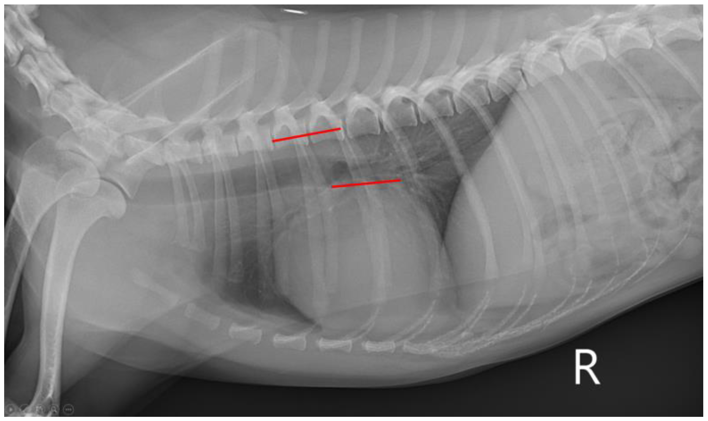 Vetsci 10 00493 g002 Vetsci 10 00493 g002
