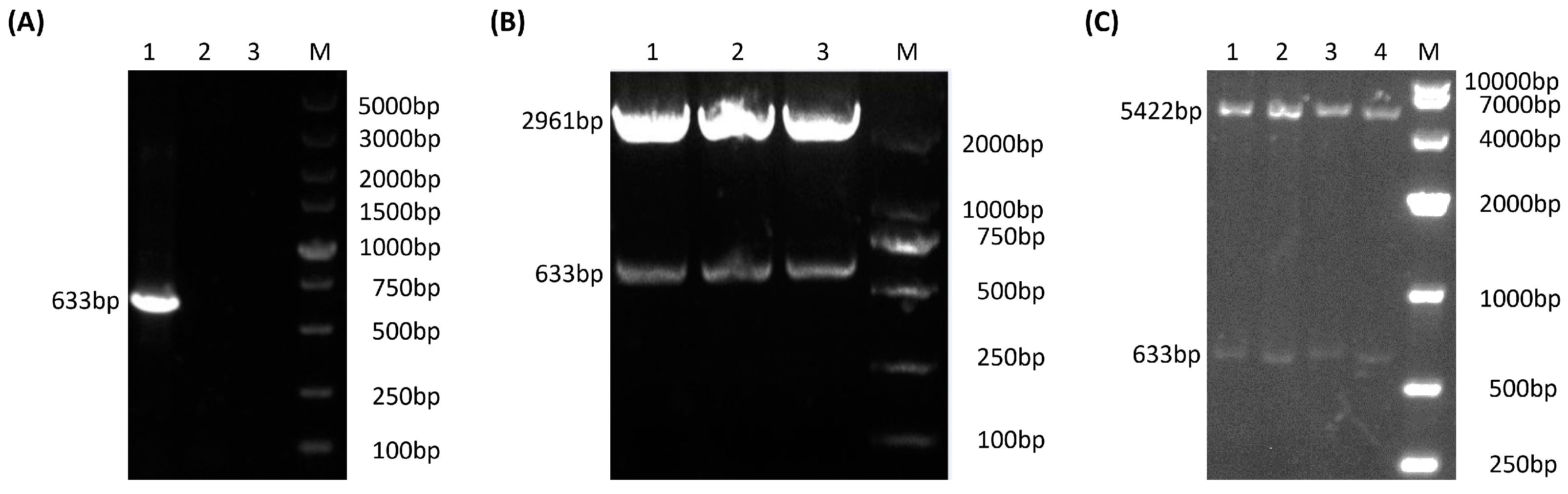 Vetsci 10 00506 g002 Vetsci 10 00506 g002