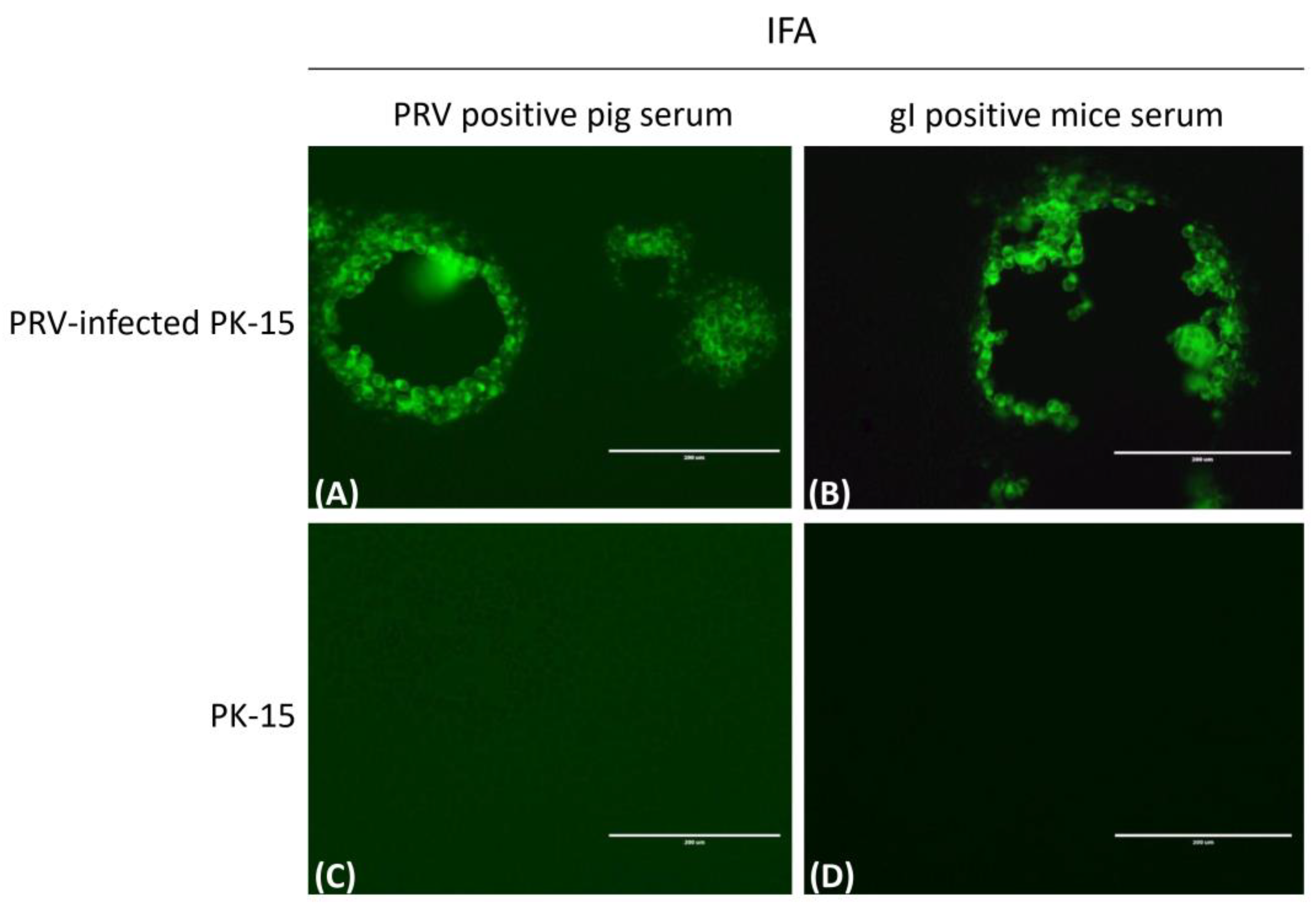 Vetsci 10 00506 g005 Vetsci 10 00506 g005