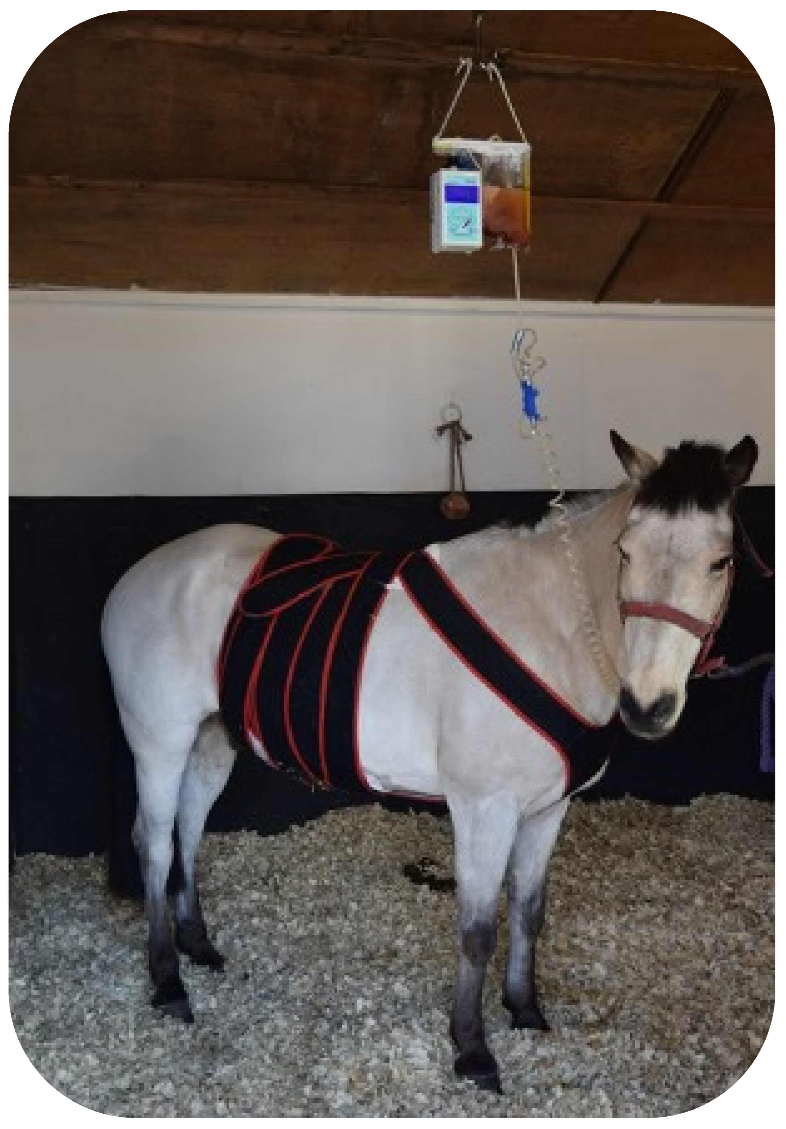 Vetsci 10 00507 g002