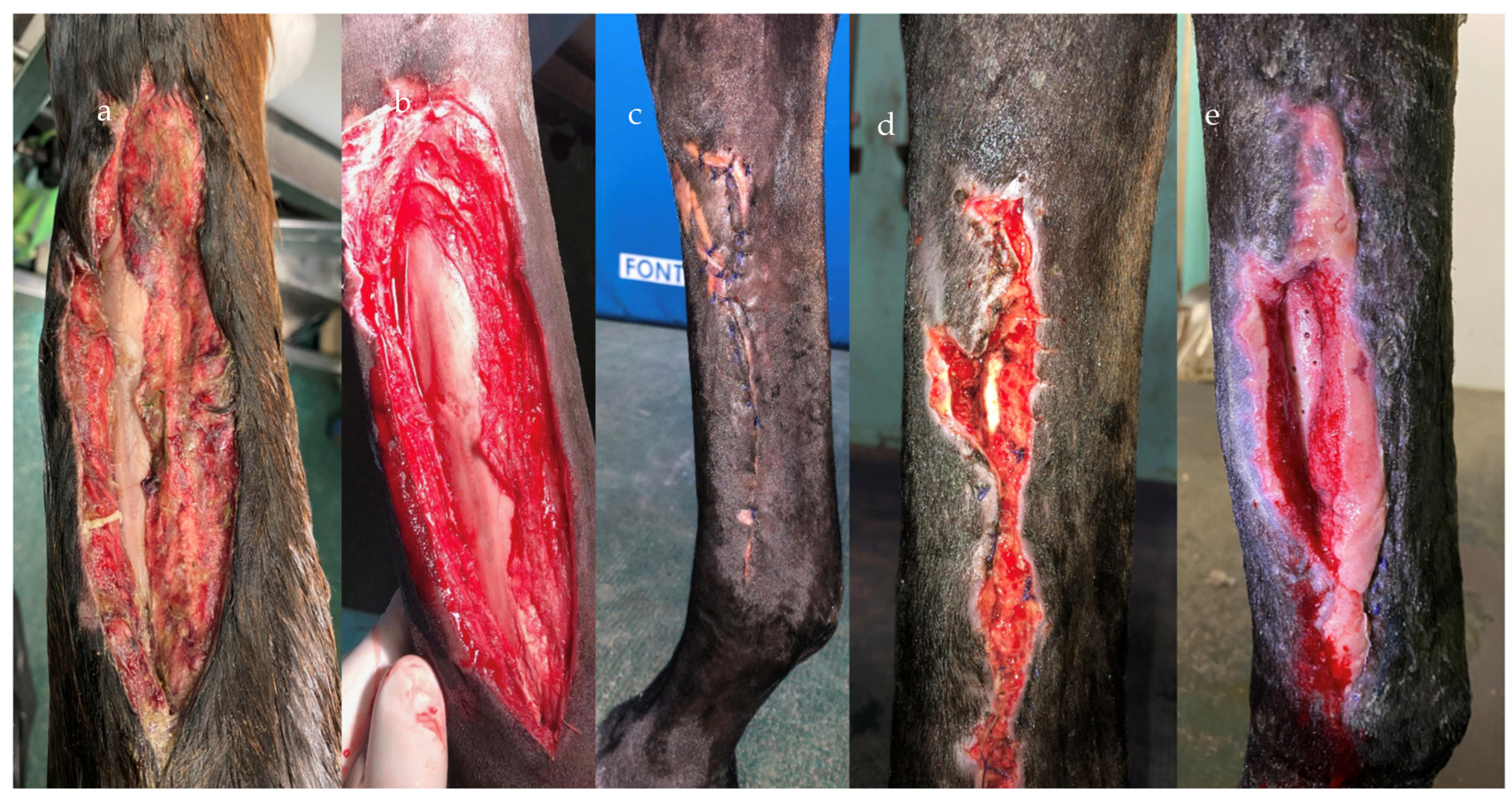 Vetsci 10 00507 g003