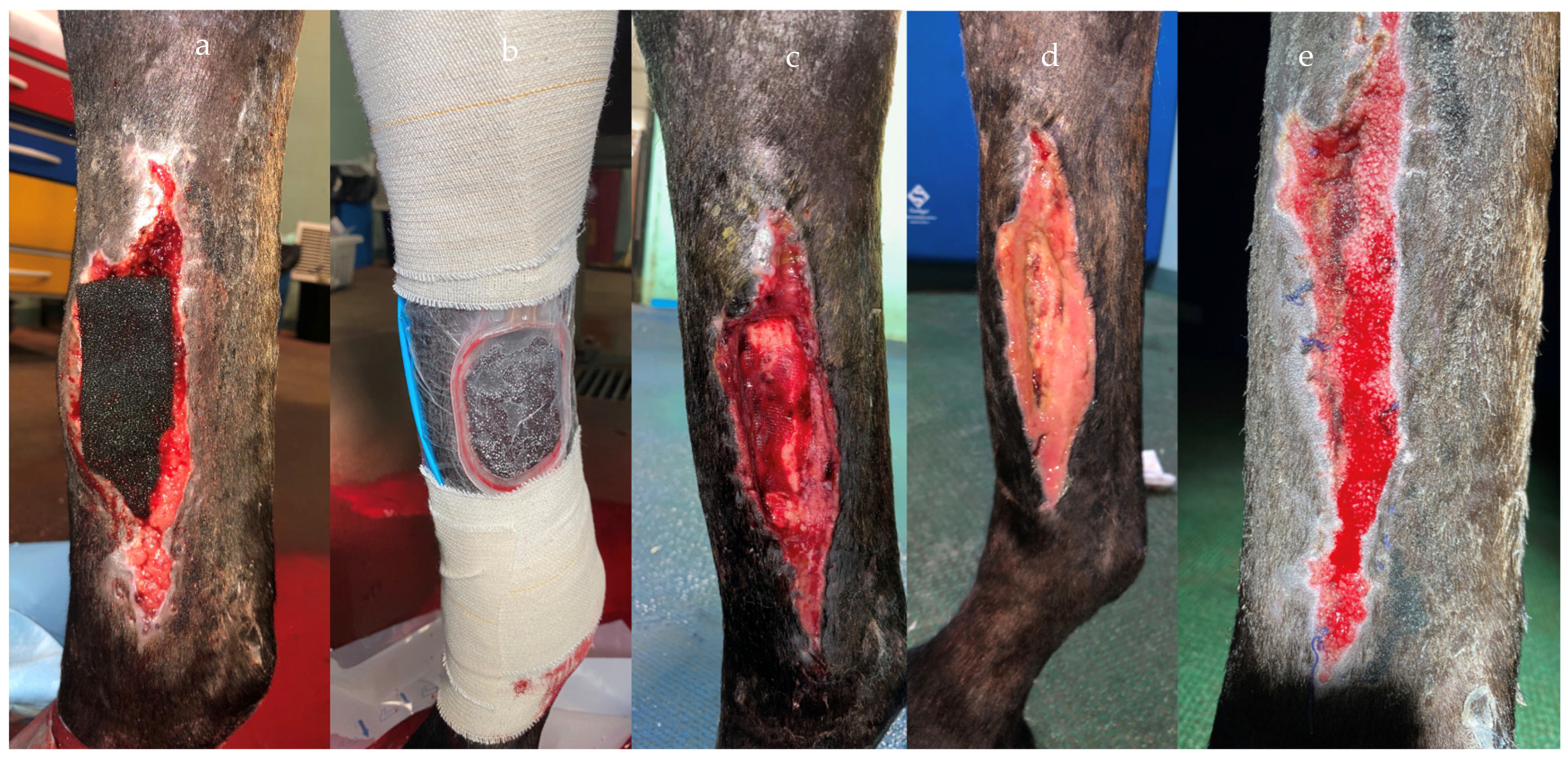 Vetsci 10 00507 g004