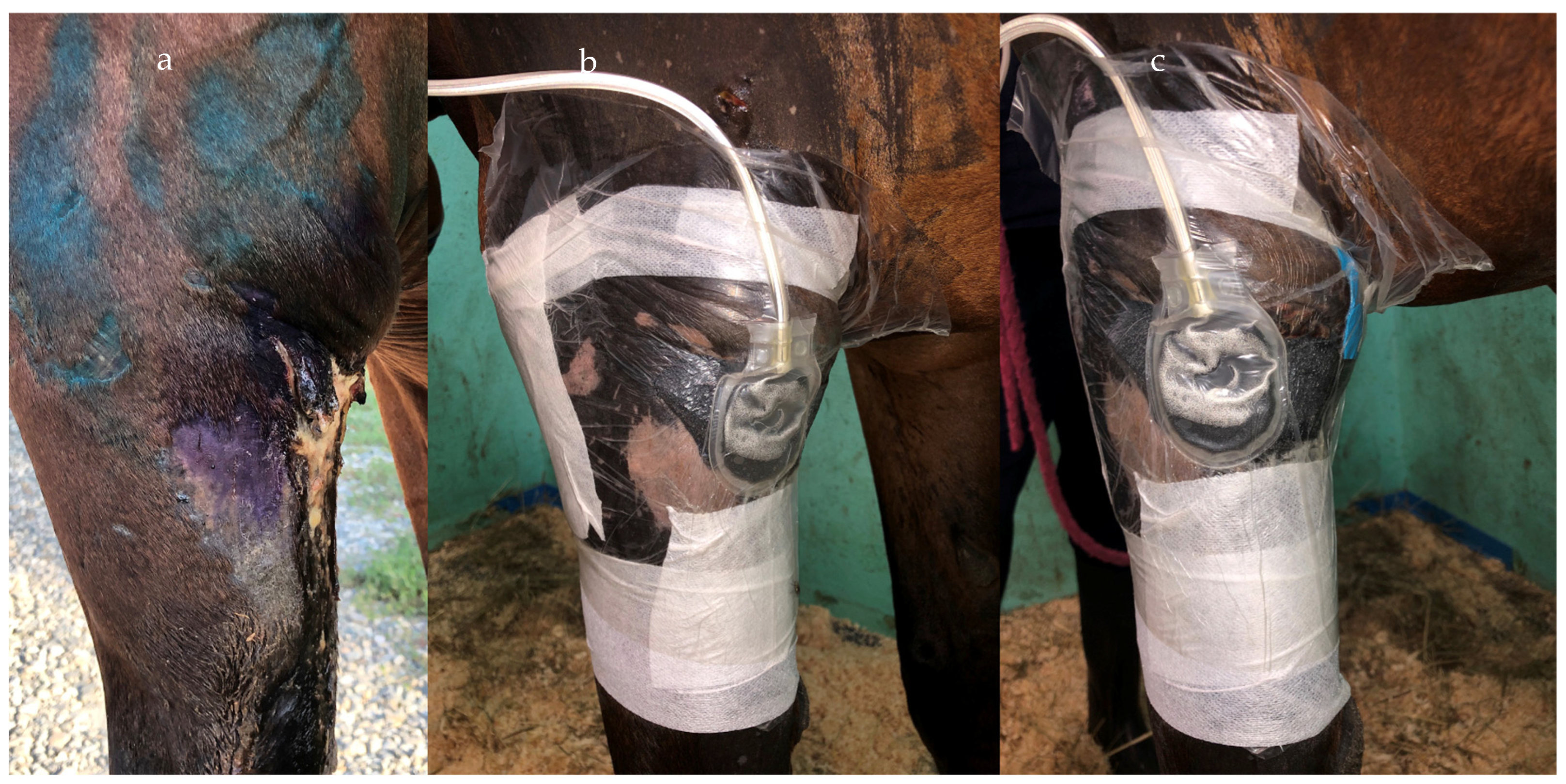 Vetsci 10 00507 g005