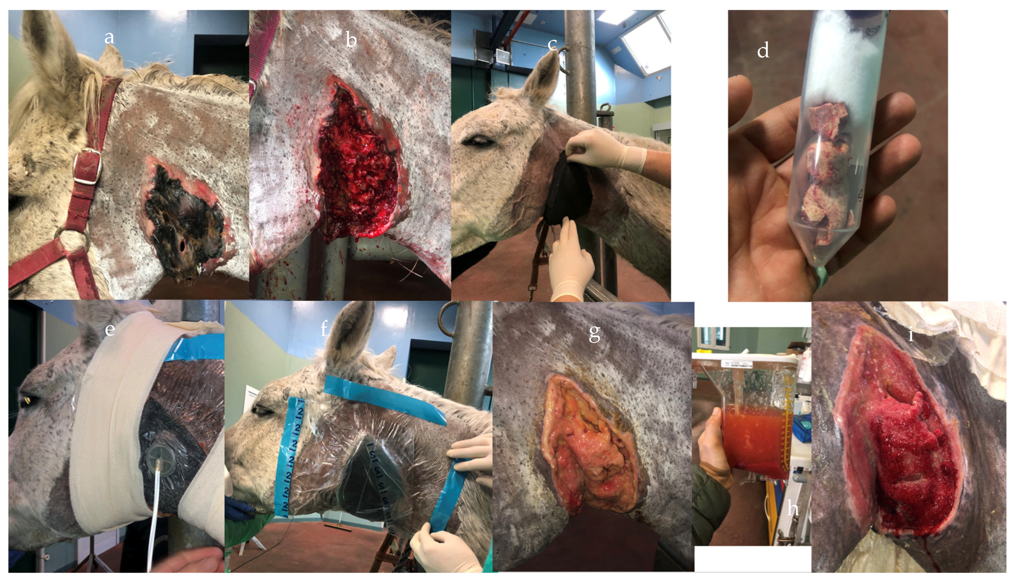 Vetsci 10 00507 g006