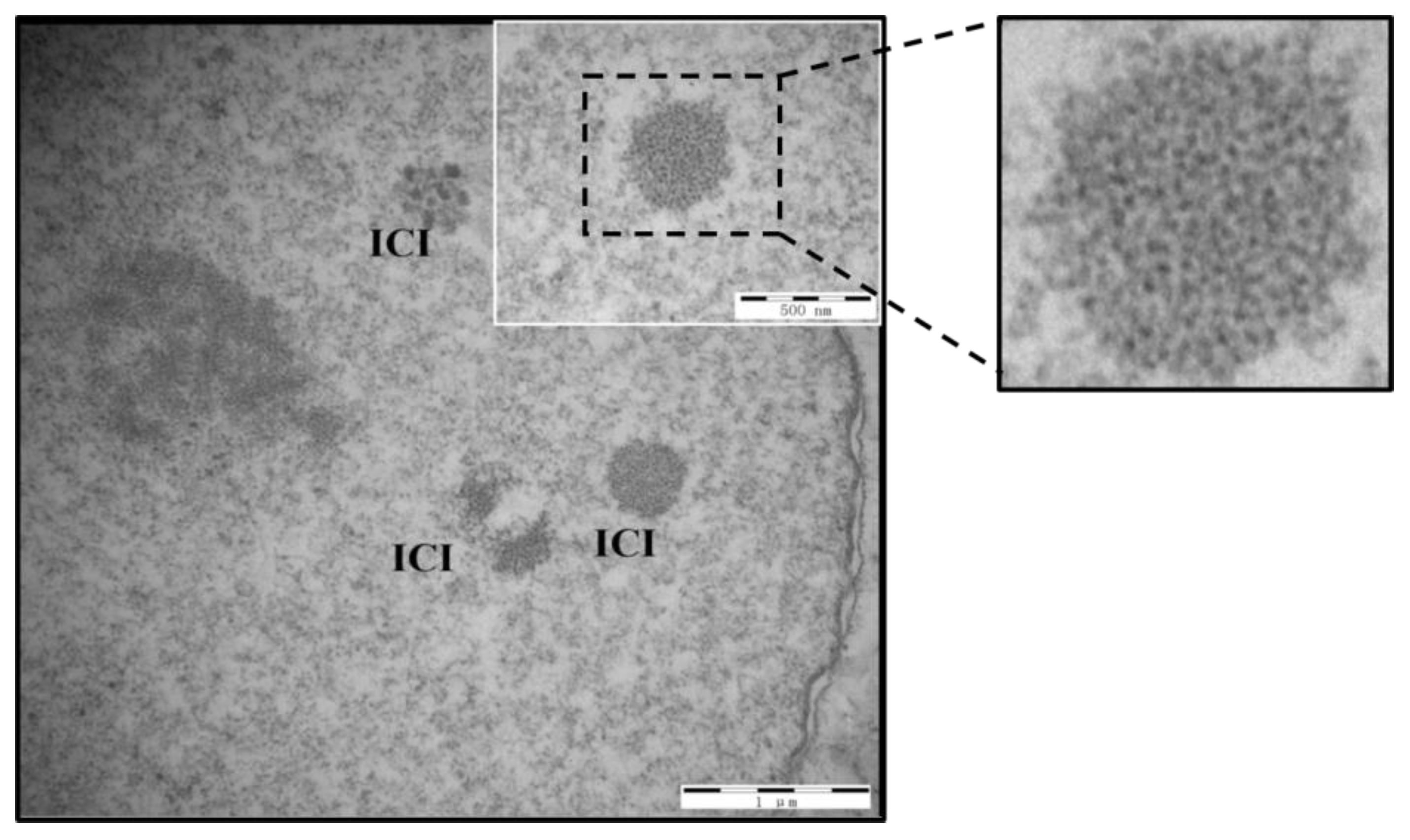 Vetsci 10 00517 g001