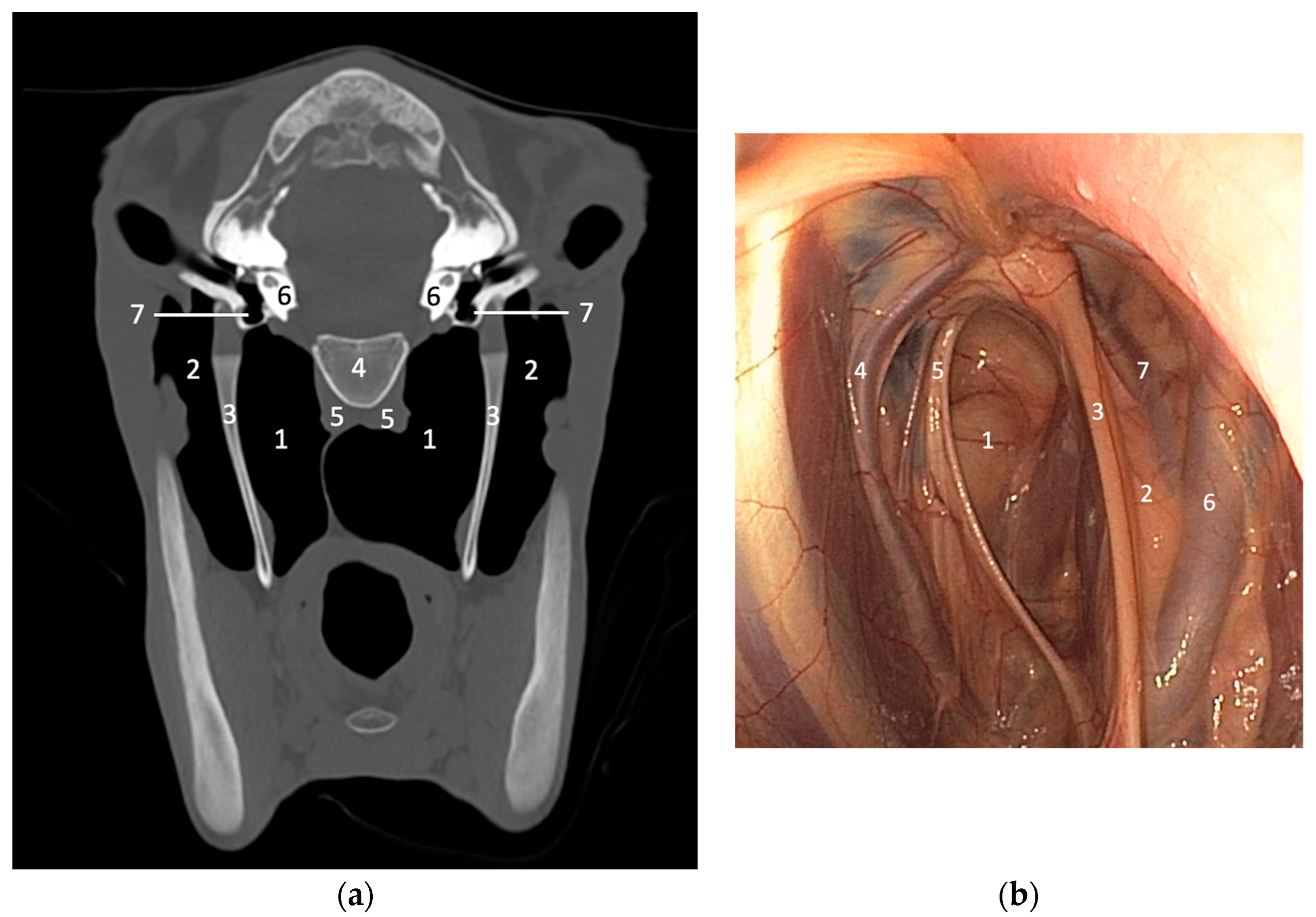 Vetsci 10 00525 g003 550