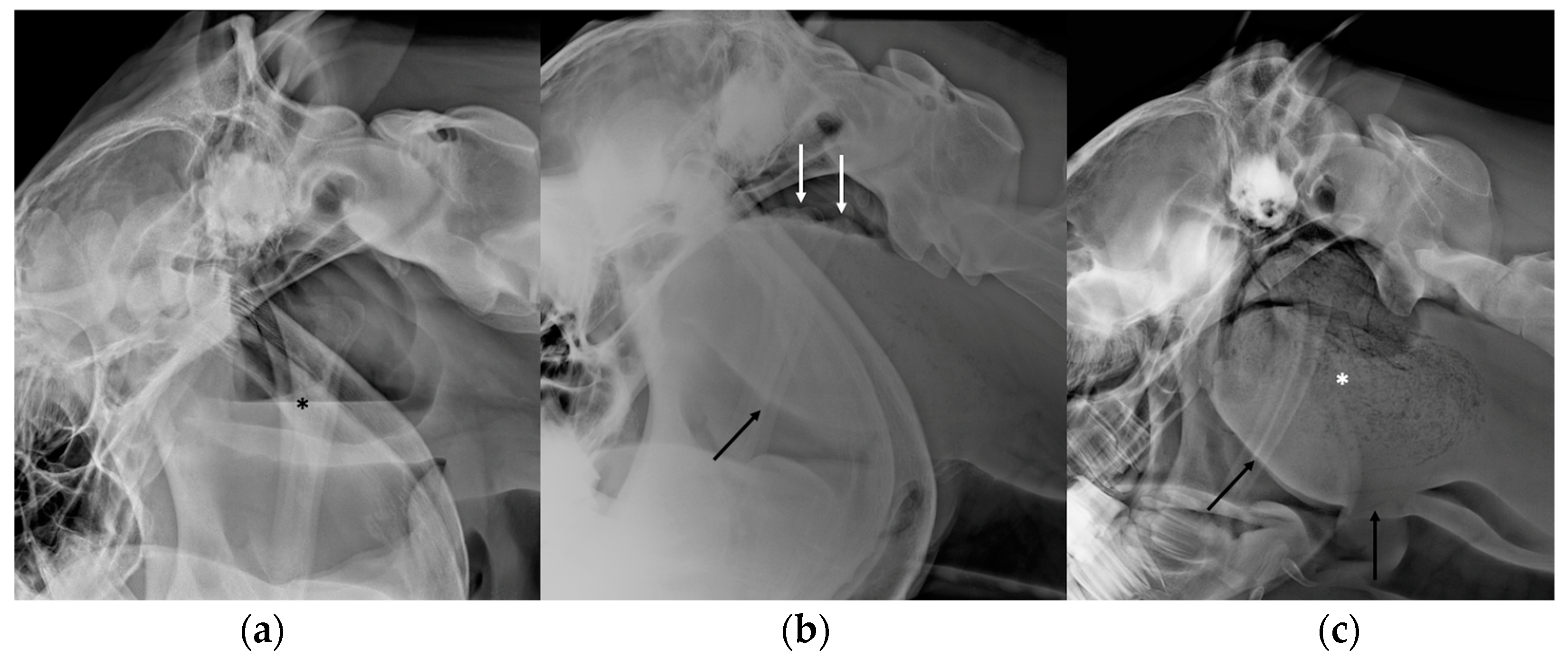 Vetsci 10 00525 g004 550