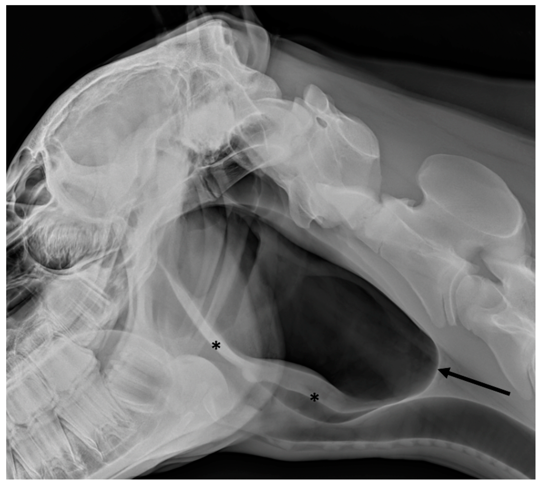 Vetsci 10 00525 g008 550