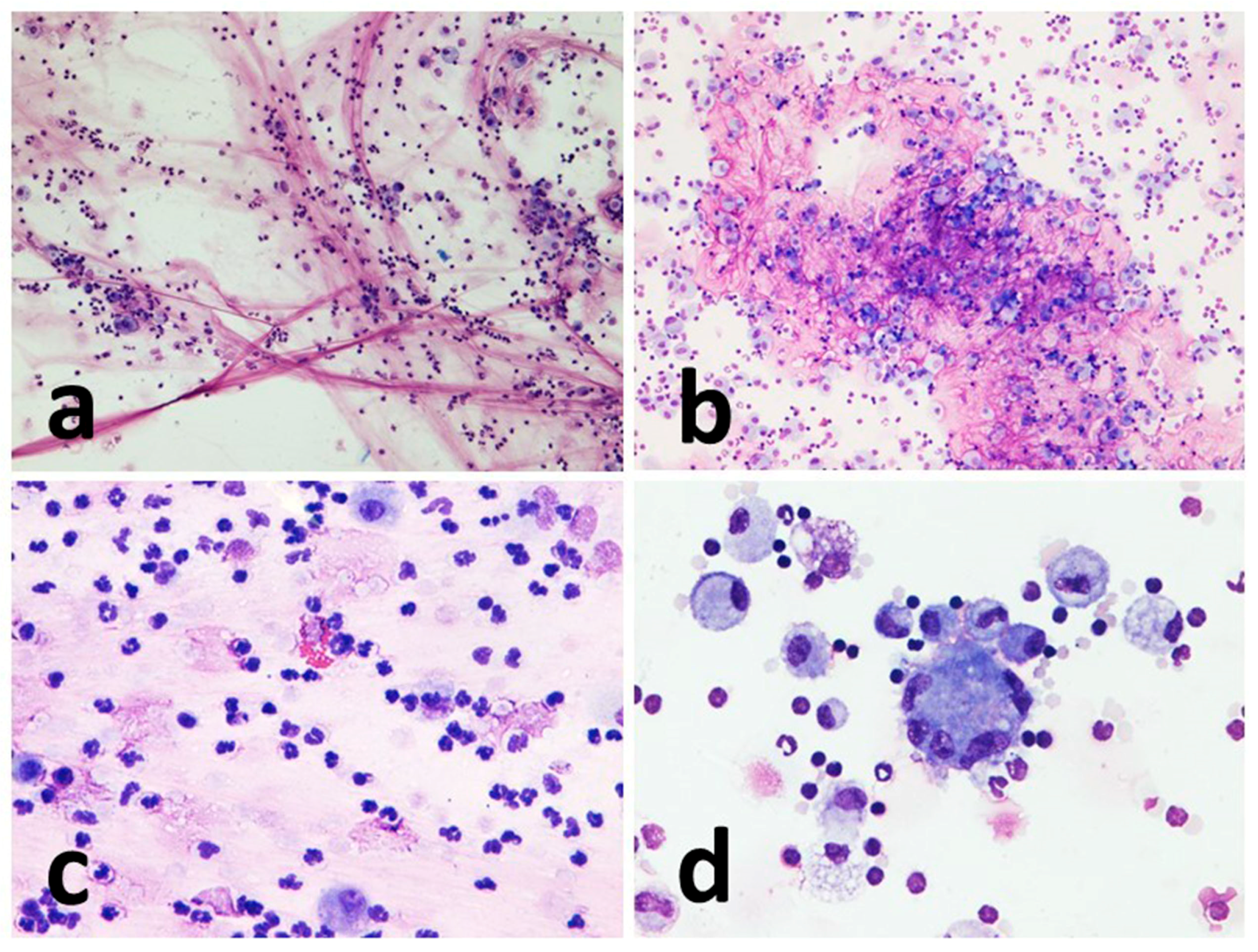 Vetsci 10 00527 g003