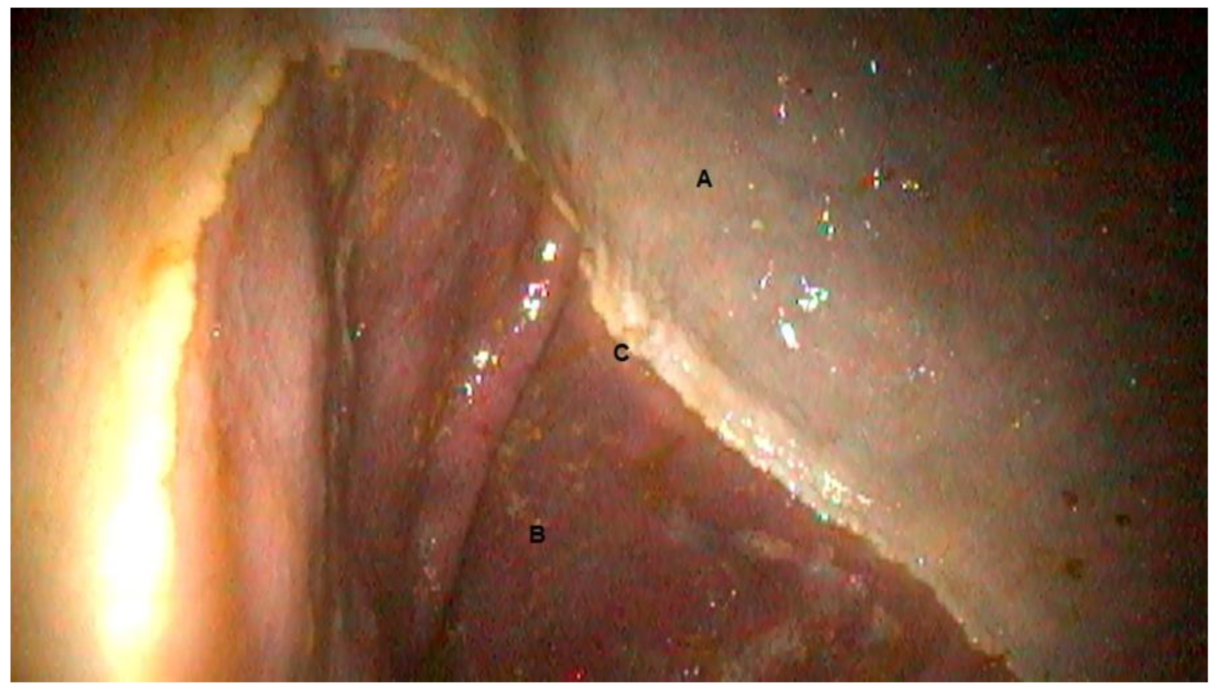 Vetsci 10 00531 g001 Vetsci 10 00531 g001