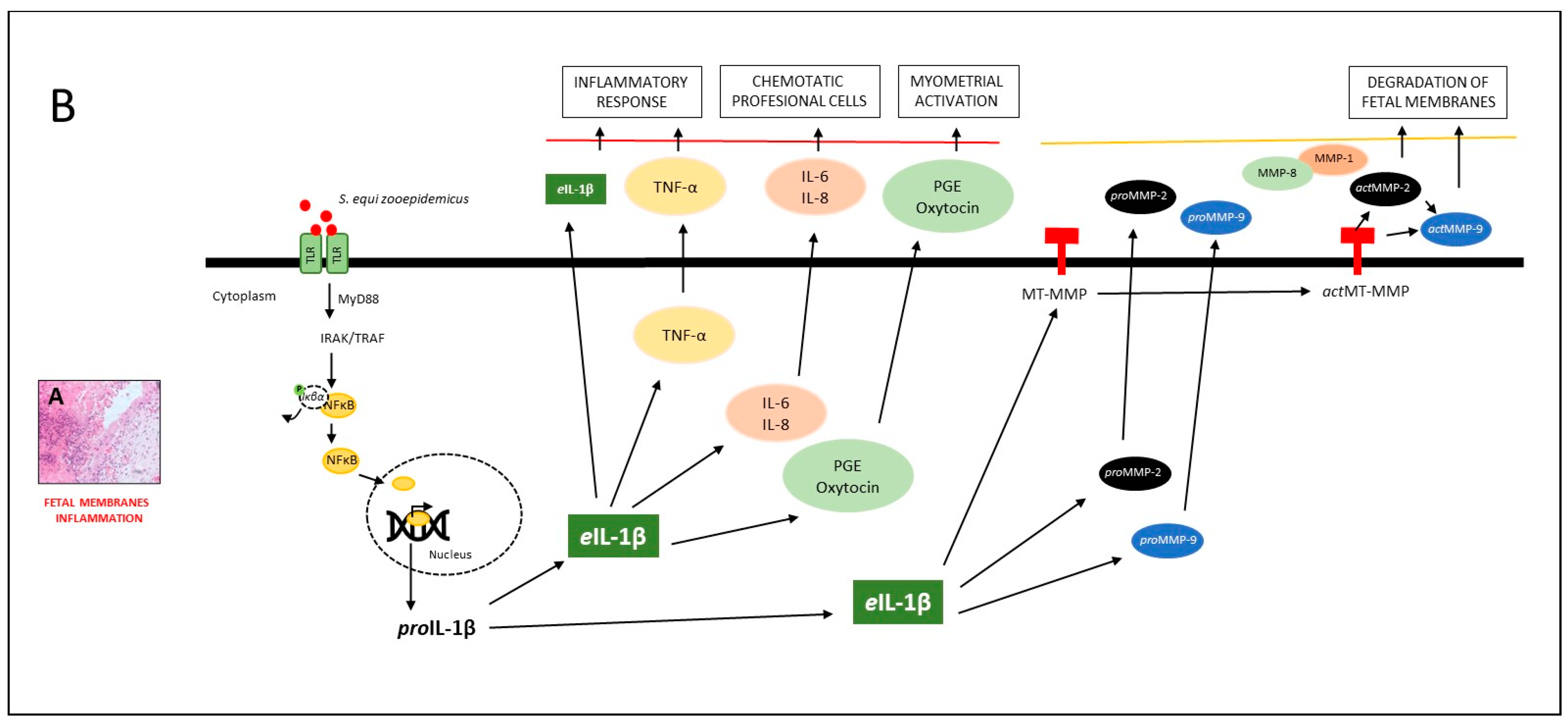 Vetsci 10 00532 g006 Vetsci 10 00532 g006