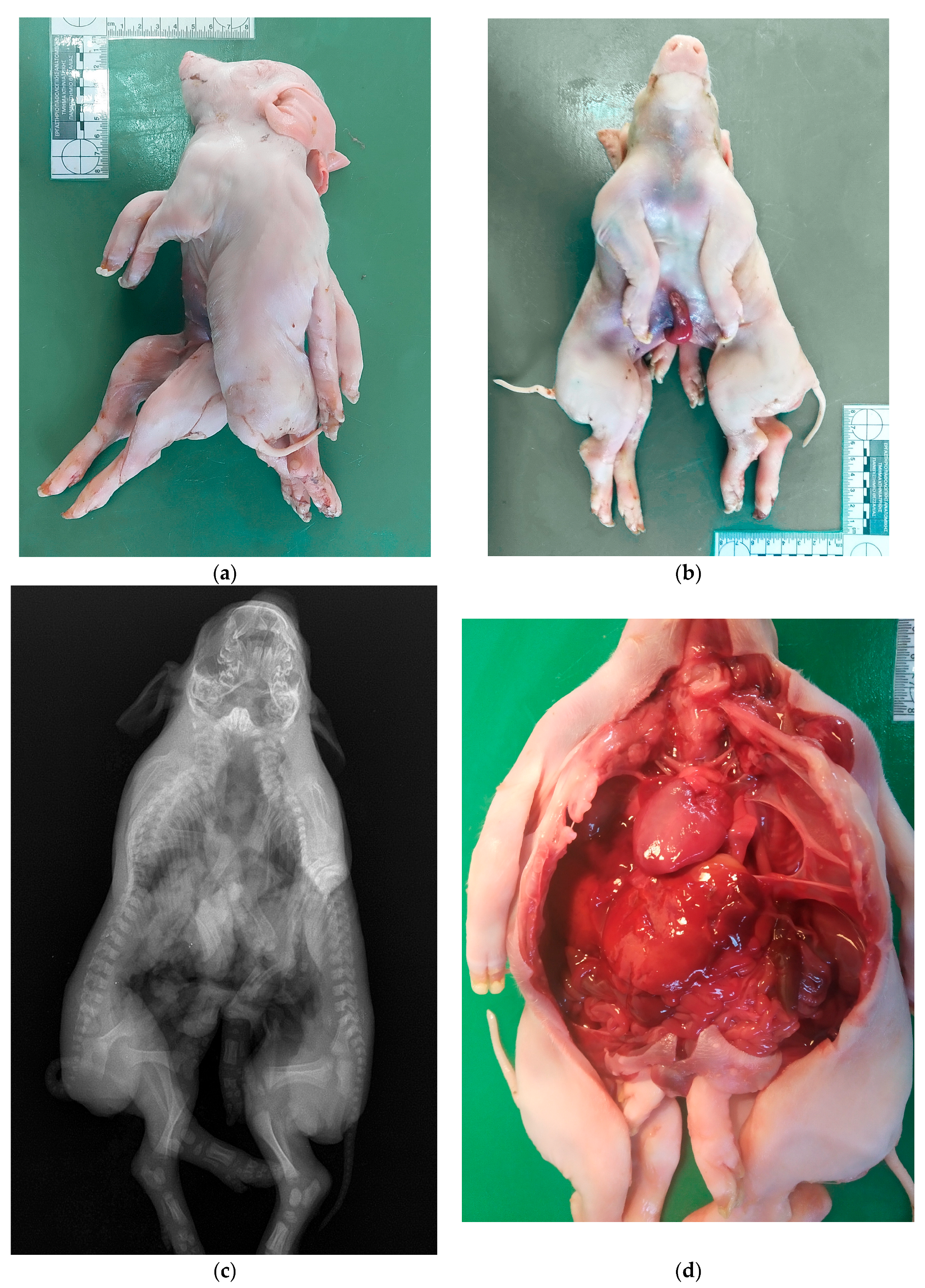 Vetsci 10 00534 g003