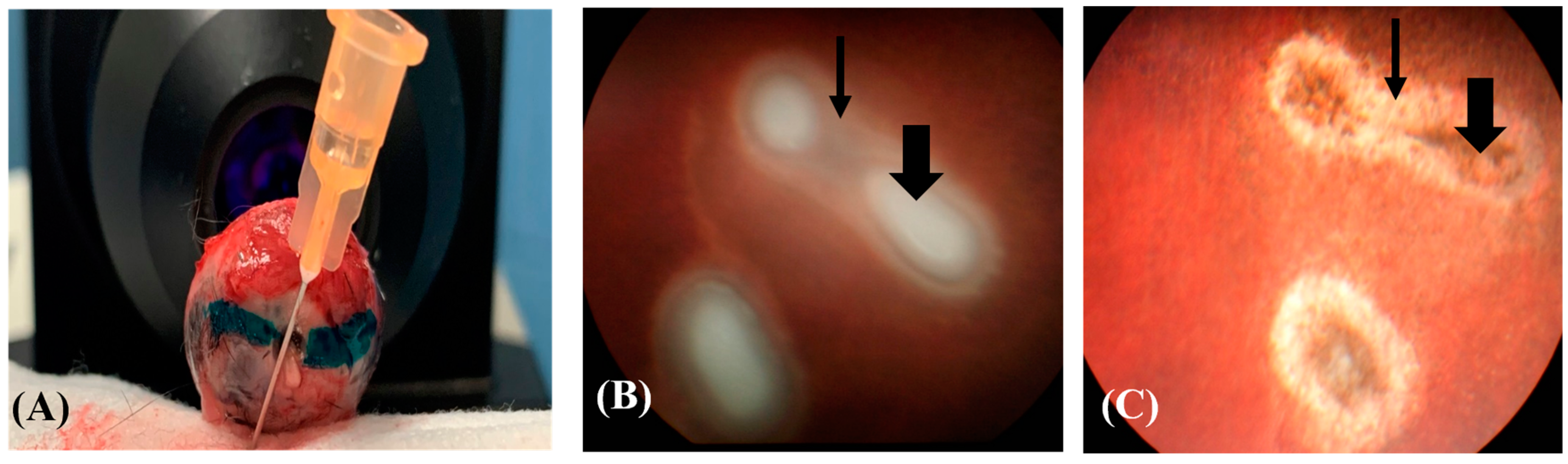 Vetsci 10 00535 g001 Vetsci 10 00535 g001
