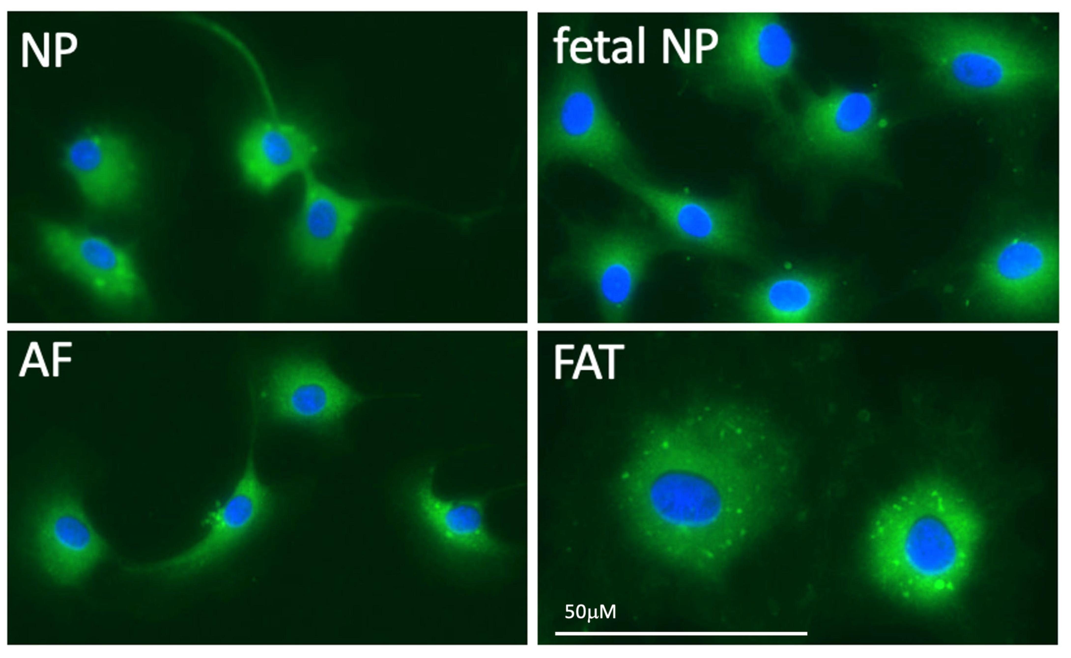 Vetsci 10 00540 g004 Vetsci 10 00540 g004