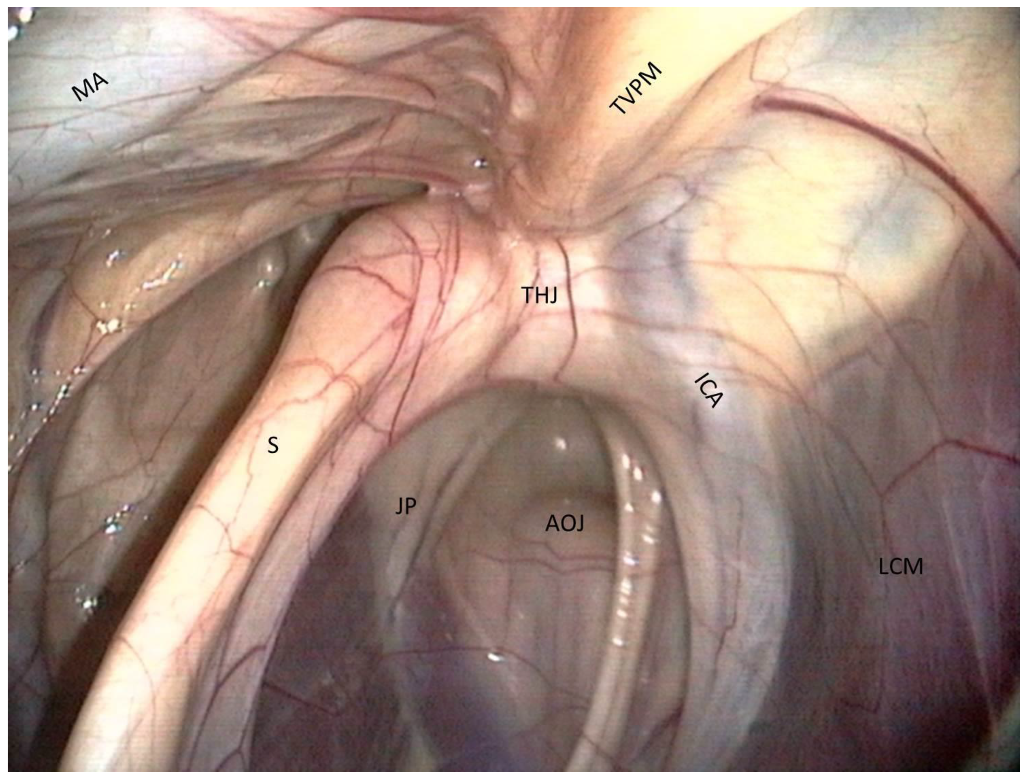 Vetsci 10 00542 g002