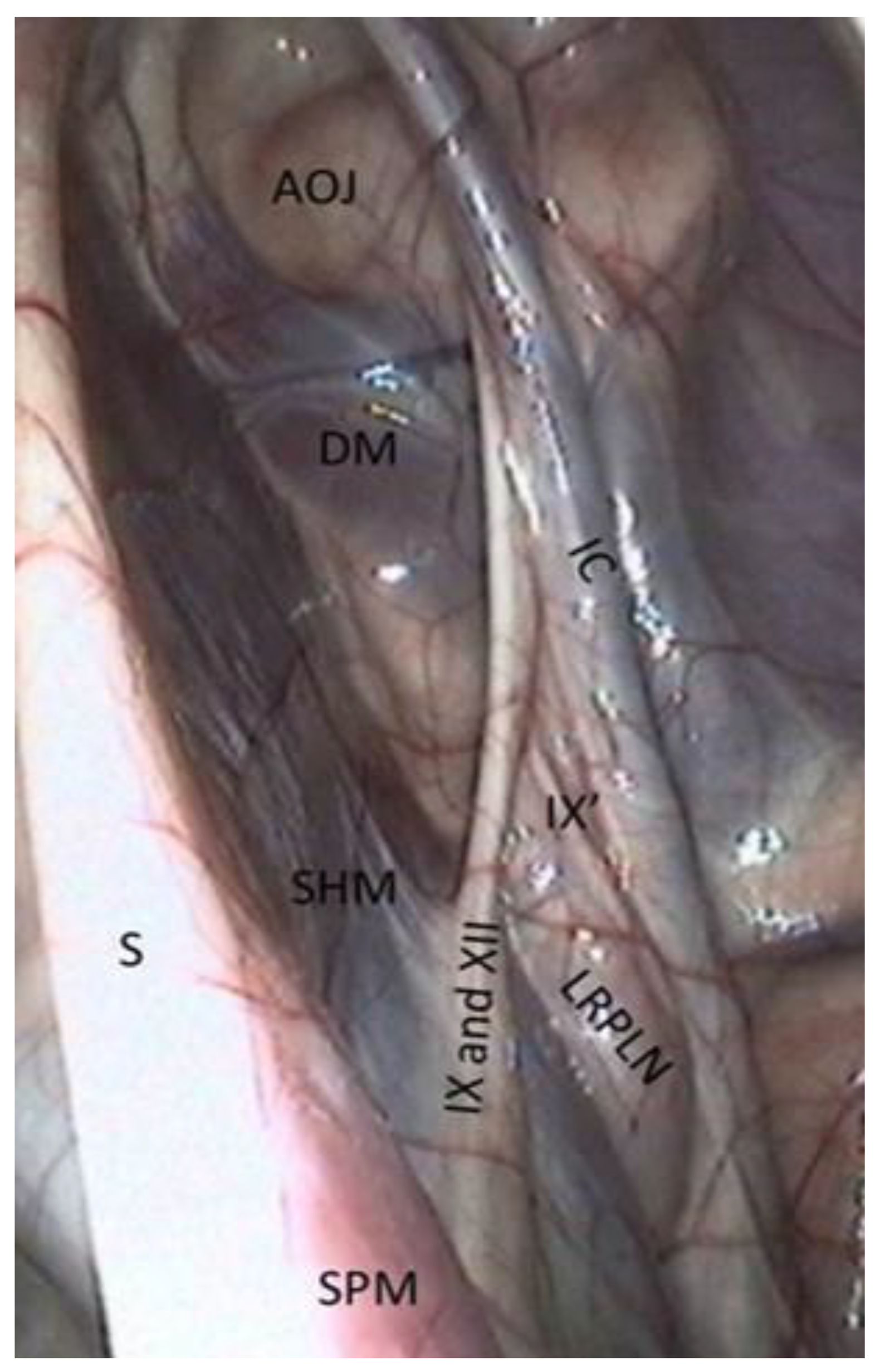Vetsci 10 00542 g004