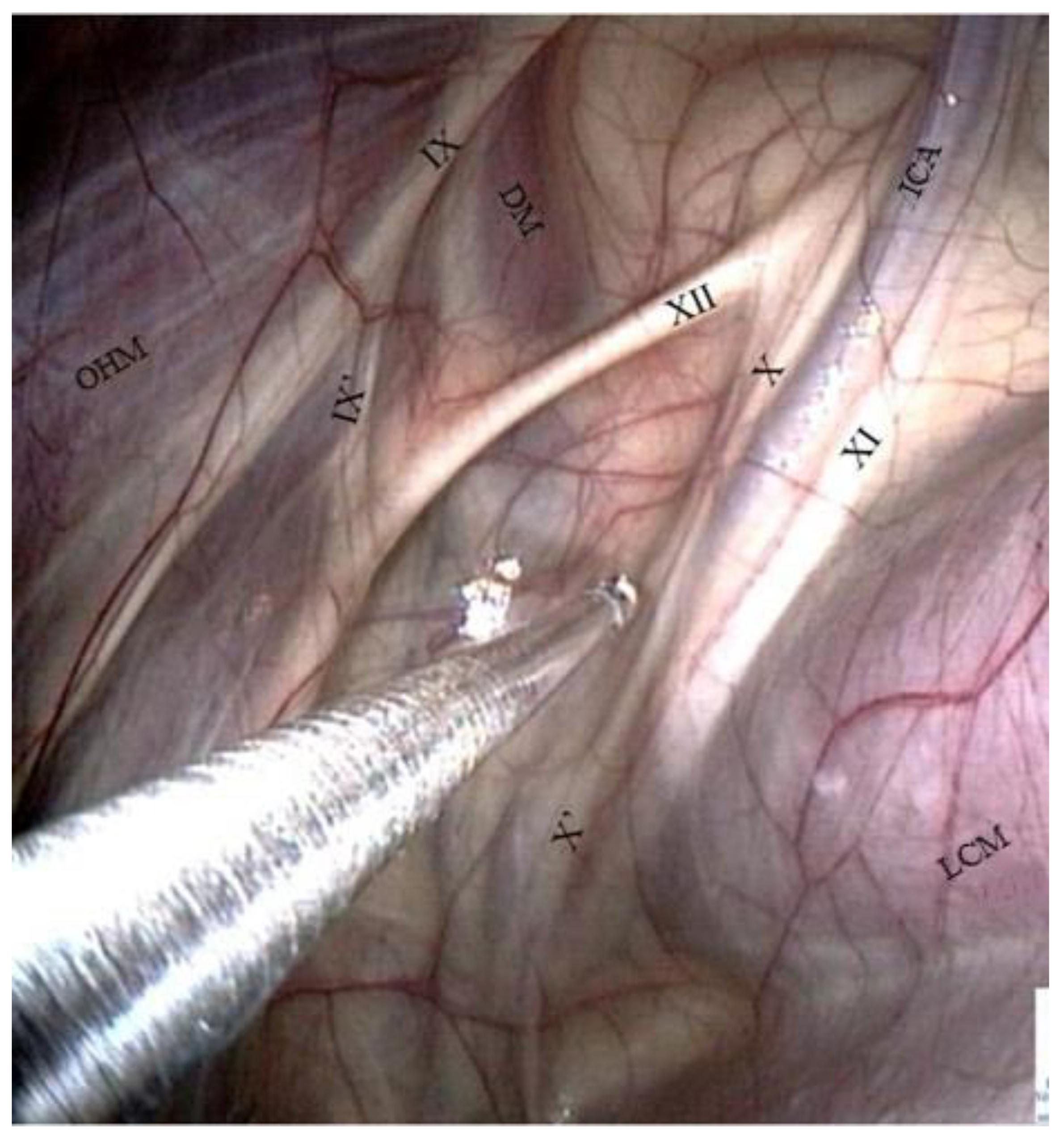 Vetsci 10 00542 g006