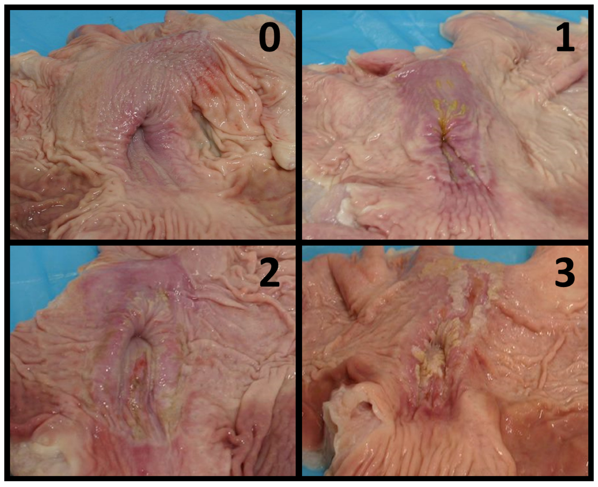 Vetsci 10 00551 g001