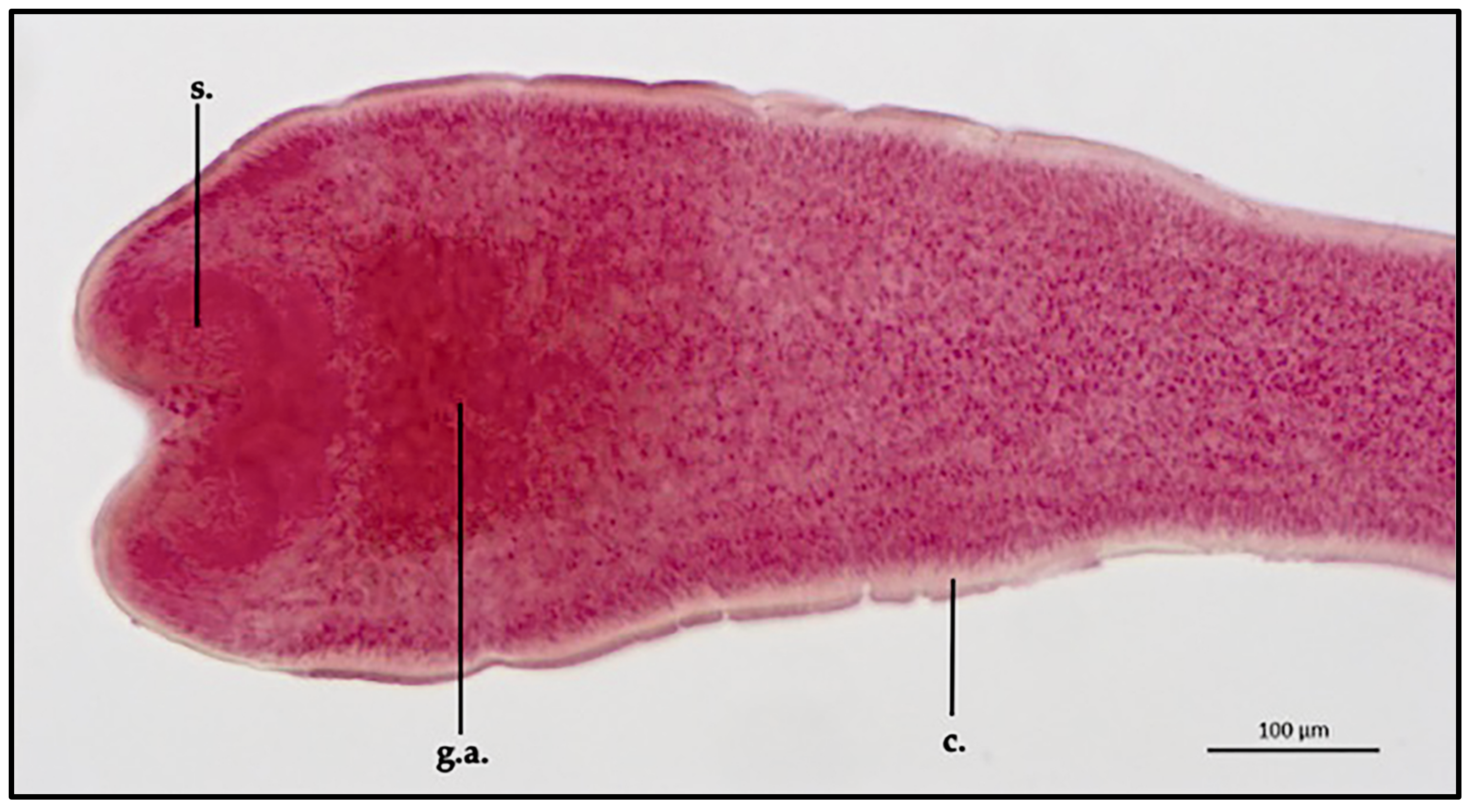 Vetsci 10 00567 g002
