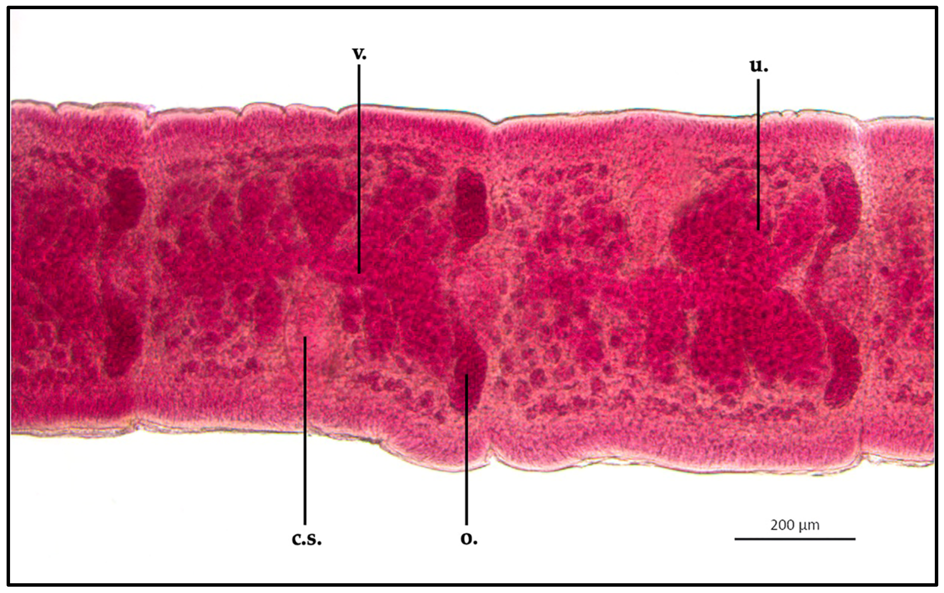 Vetsci 10 00567 g004
